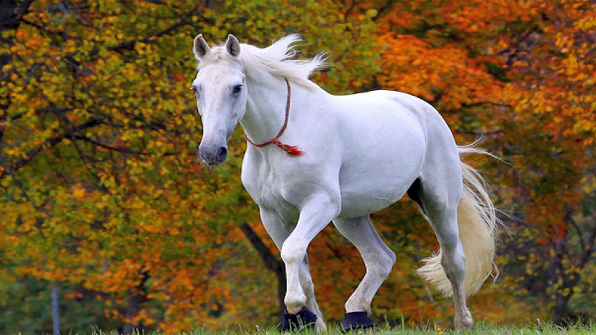57+ Fondos de Running Horses