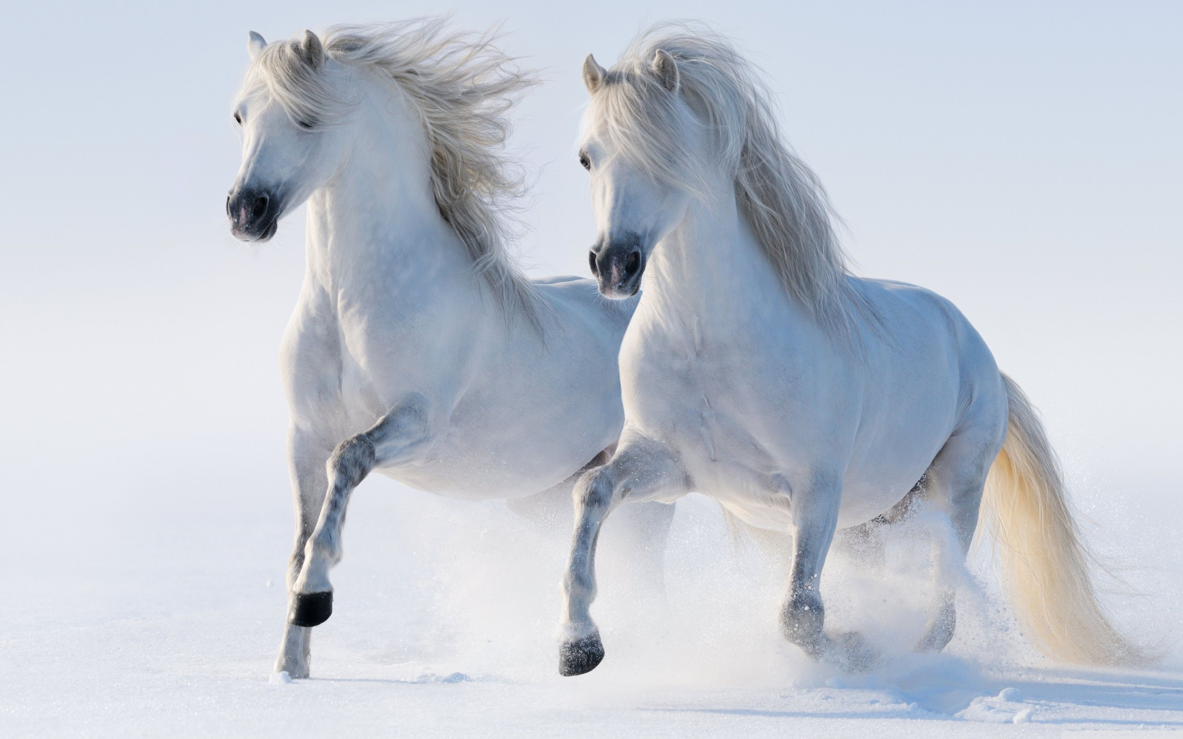 WallpapersWide.com ❤ Caballos HD Fondos de escritorio para 4K Ultra HD