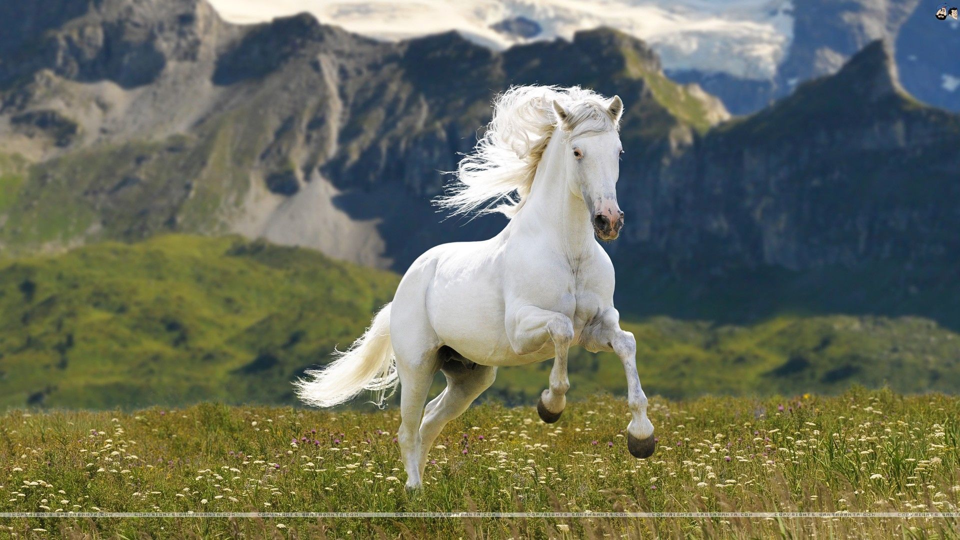 Seven Horses Wallpapers