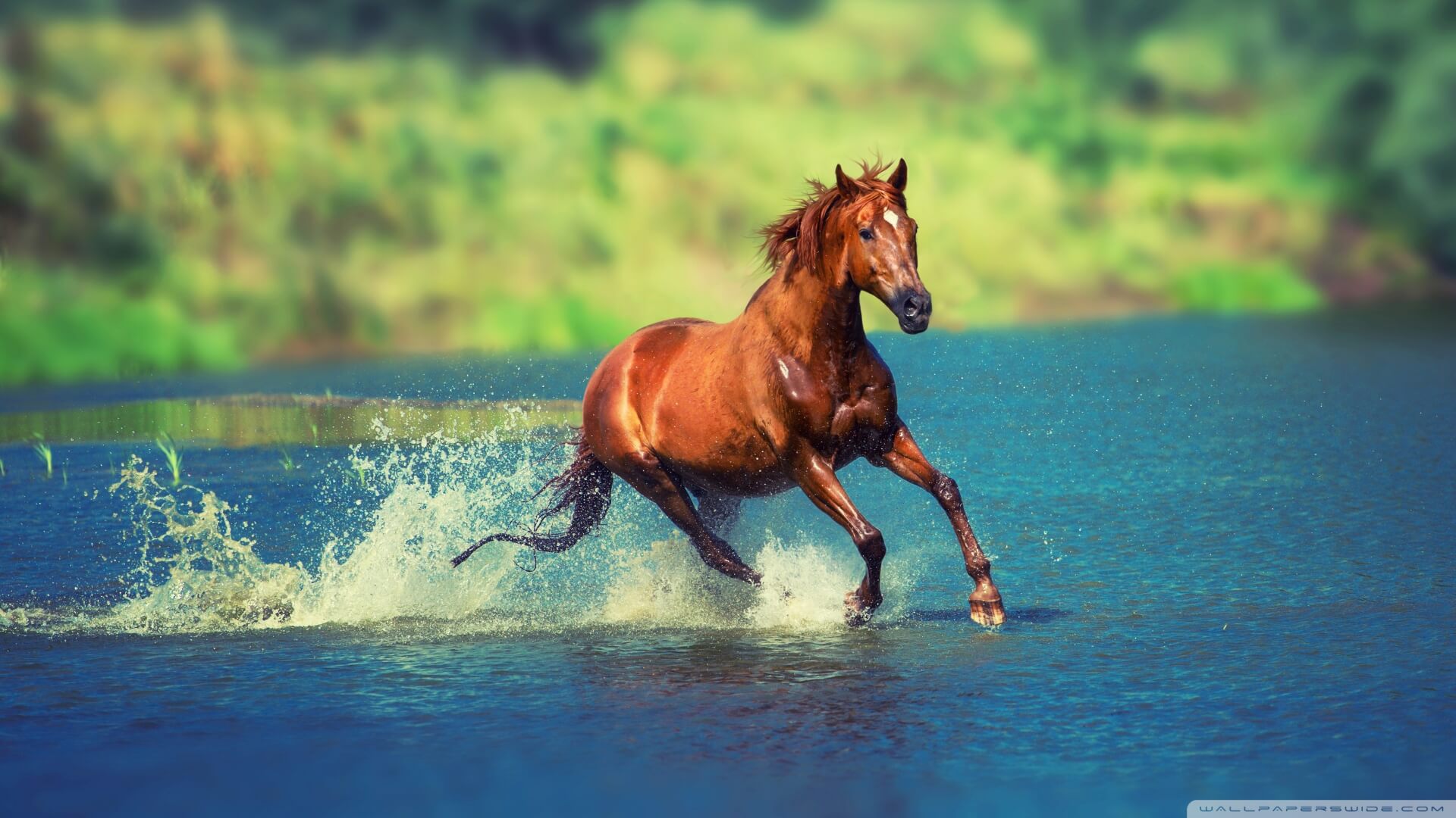 Fondos de caballos - Los mejores fondos de caballos gratis - WallpaperAccess
