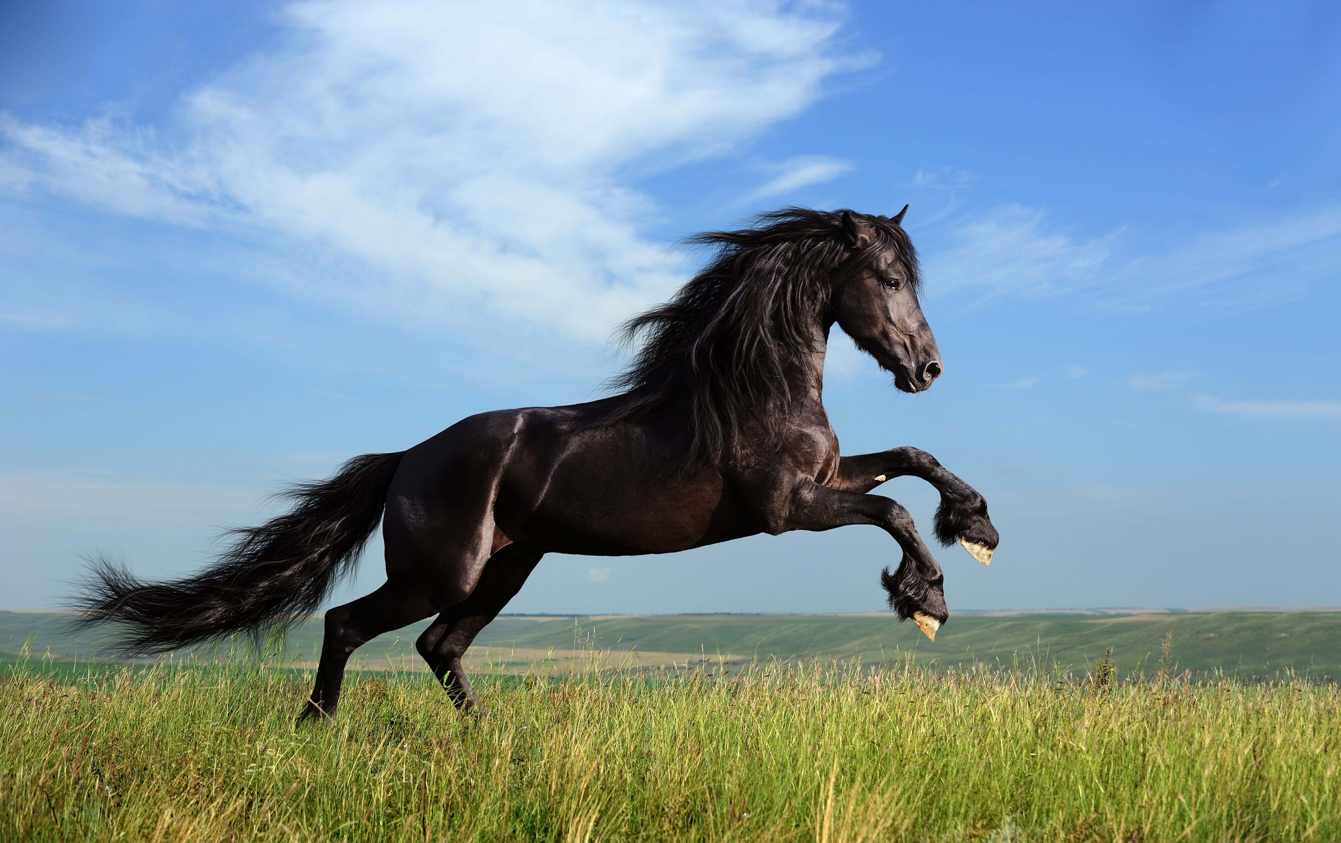 1414 Caballo HD Fondos de pantalla | Imágenes de fondo