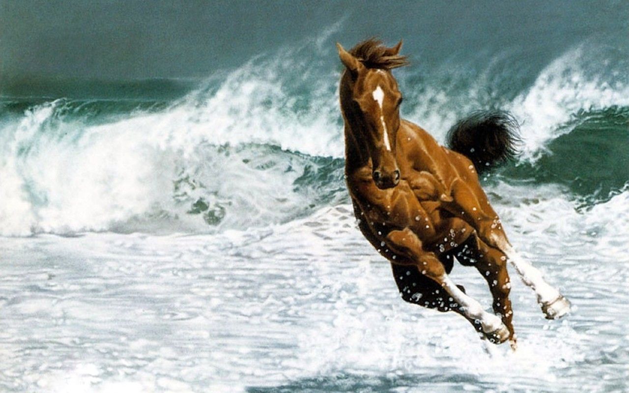 Hermoso caballo - caballos fondo de pantalla (22410583) - fanpop