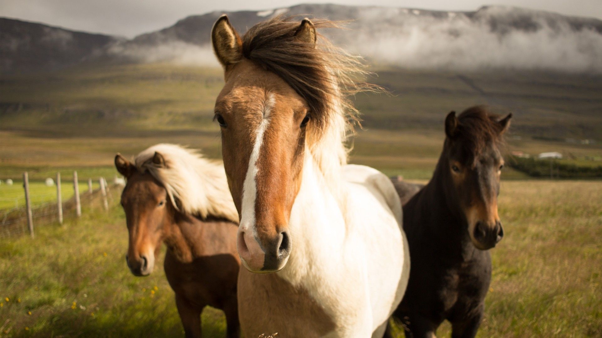 Islandia Caballos HD Wallpaper - Stream Stream