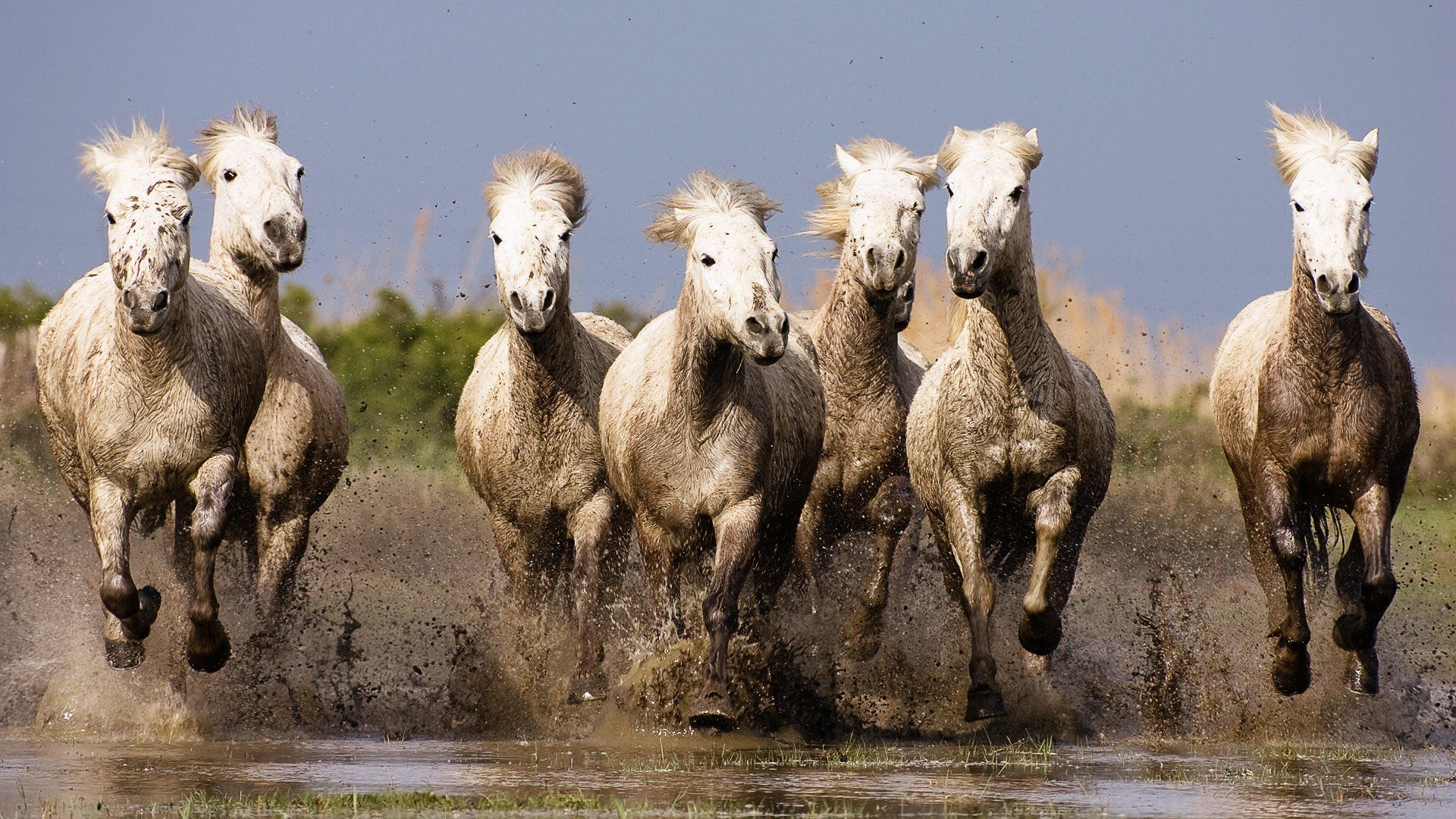 Seven Horses Wallpapers