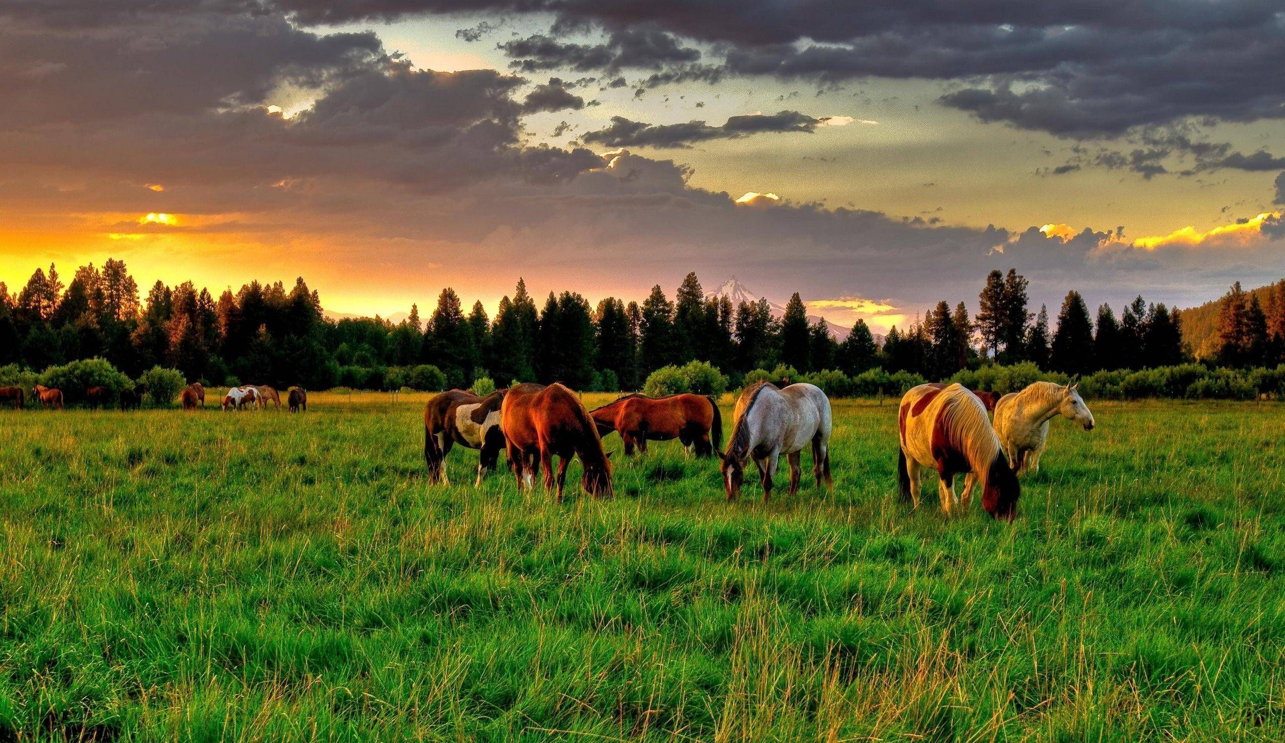 70+ Horse Desktop Wallpapers - Descarga