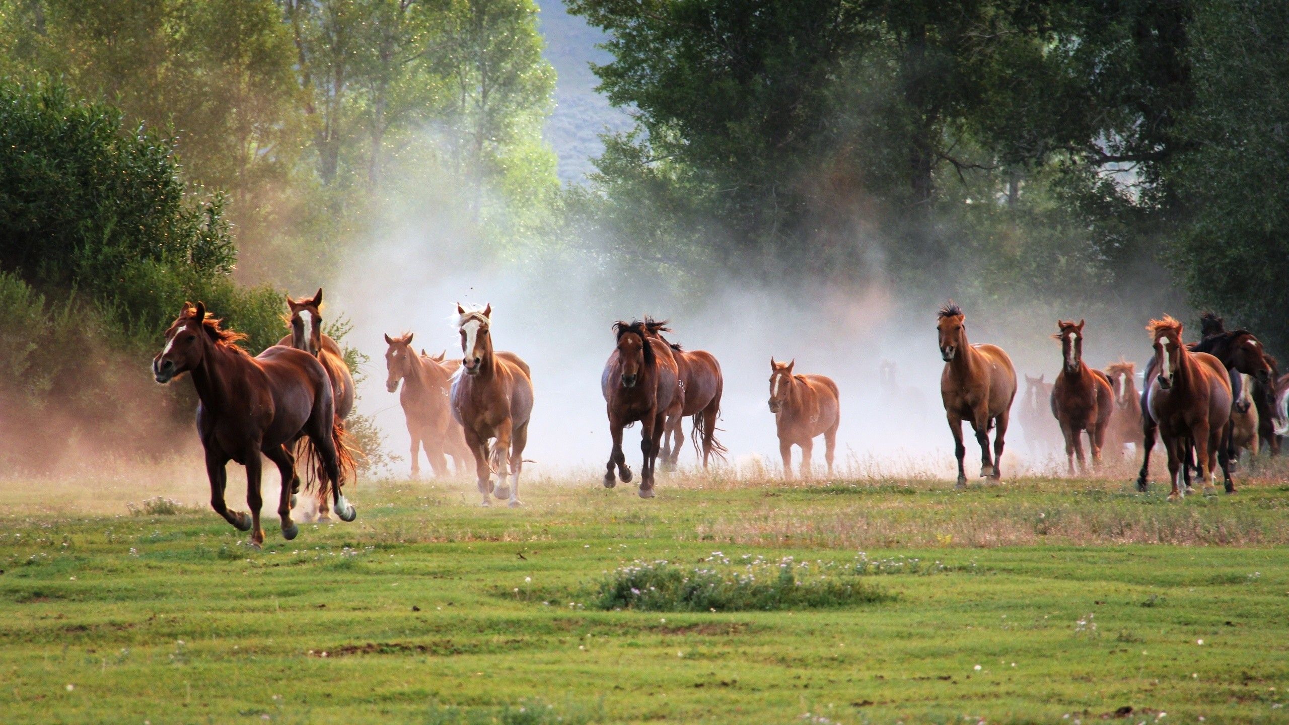 57+ Fondos de Running Horses