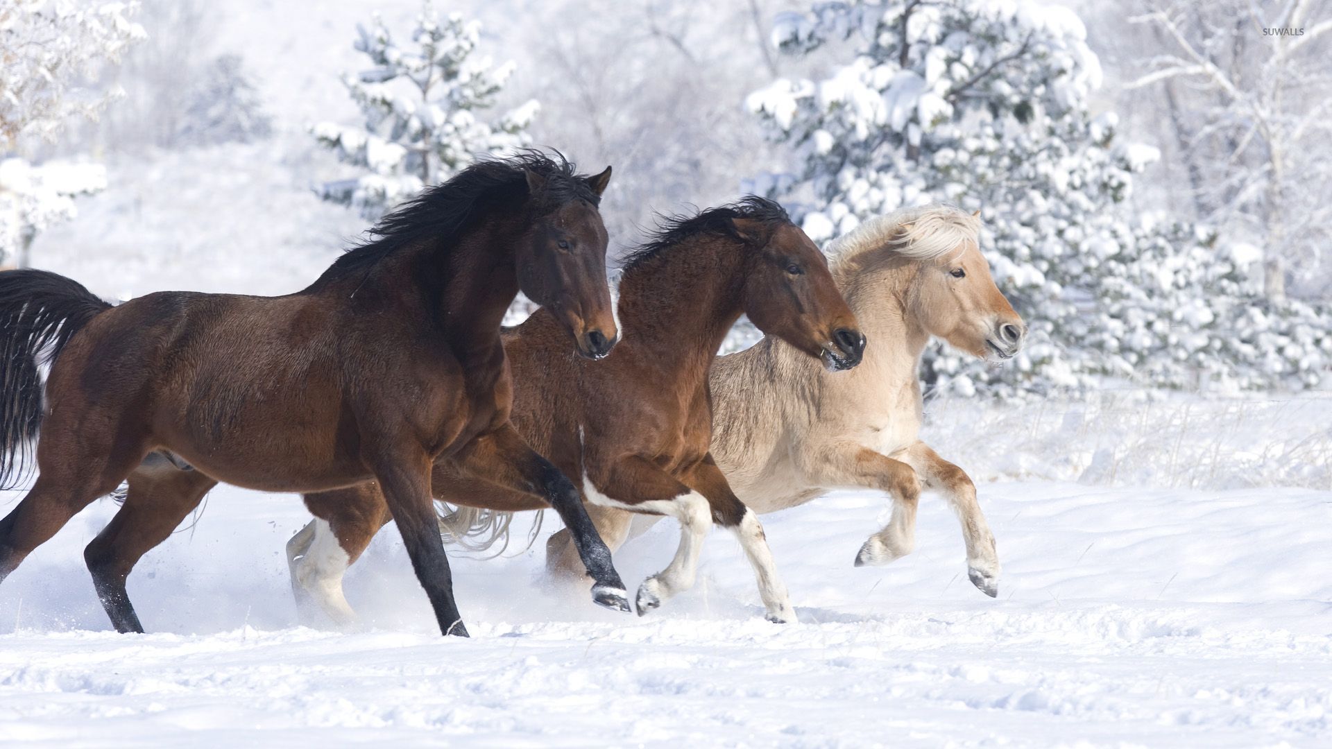 Caballos disfrutando de un hermoso día de invierno Wallpaper - Caballos en la nieve