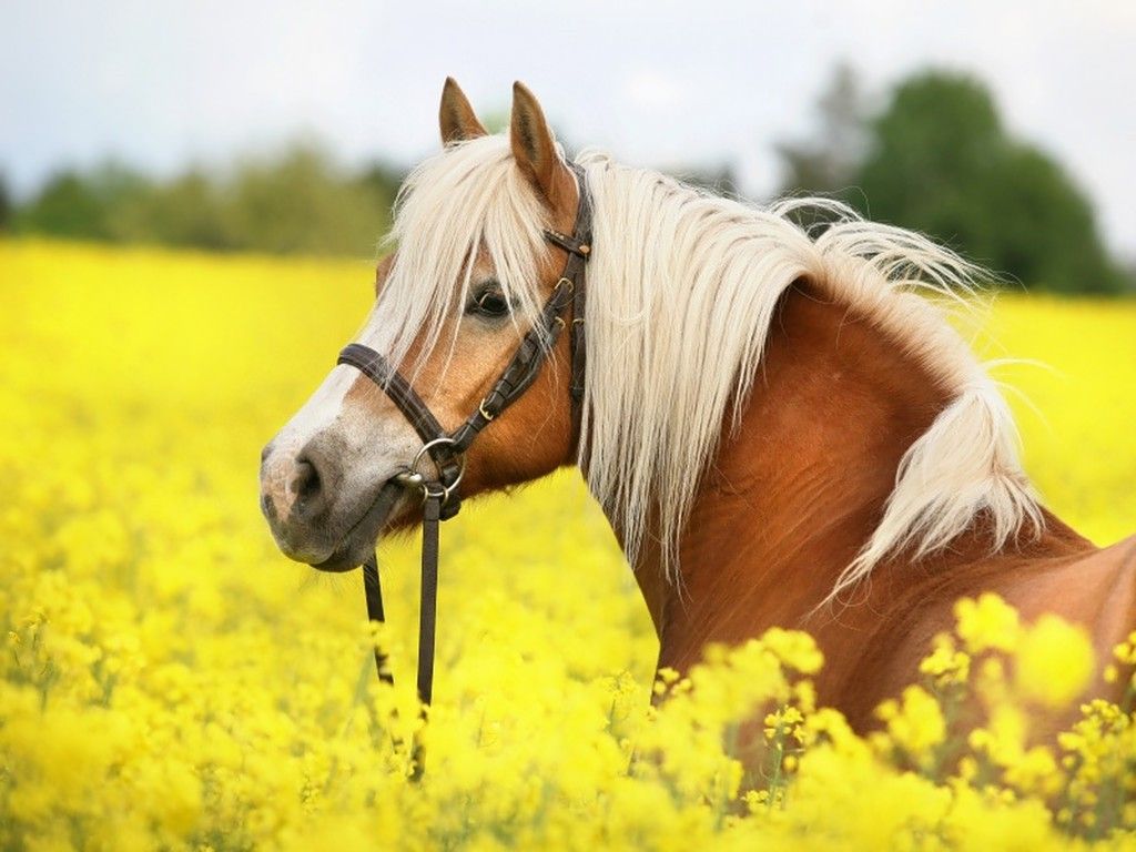 Fondos de Caballos # 765IJP5, 137.83 Kb | WallpapersExpert.com