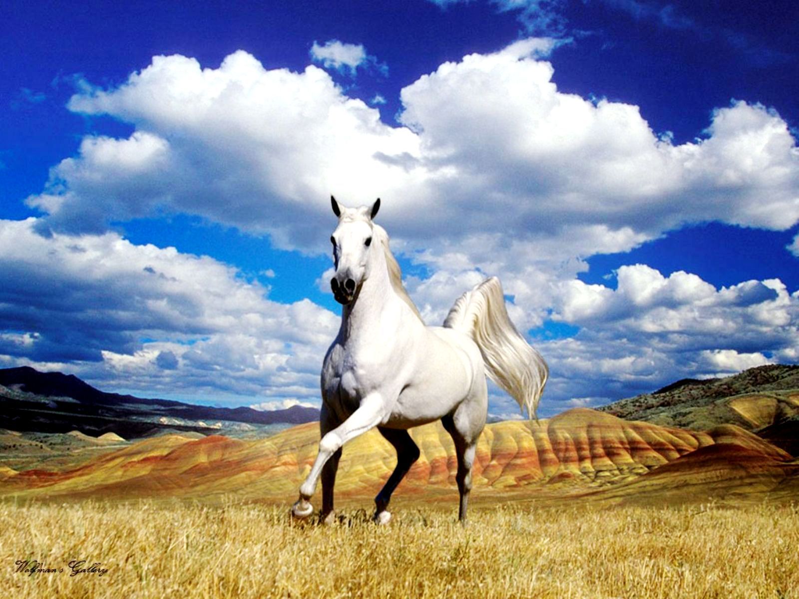 Seven Horses Wallpapers Wallpaper Cave - White Horse Wallpaper Hd