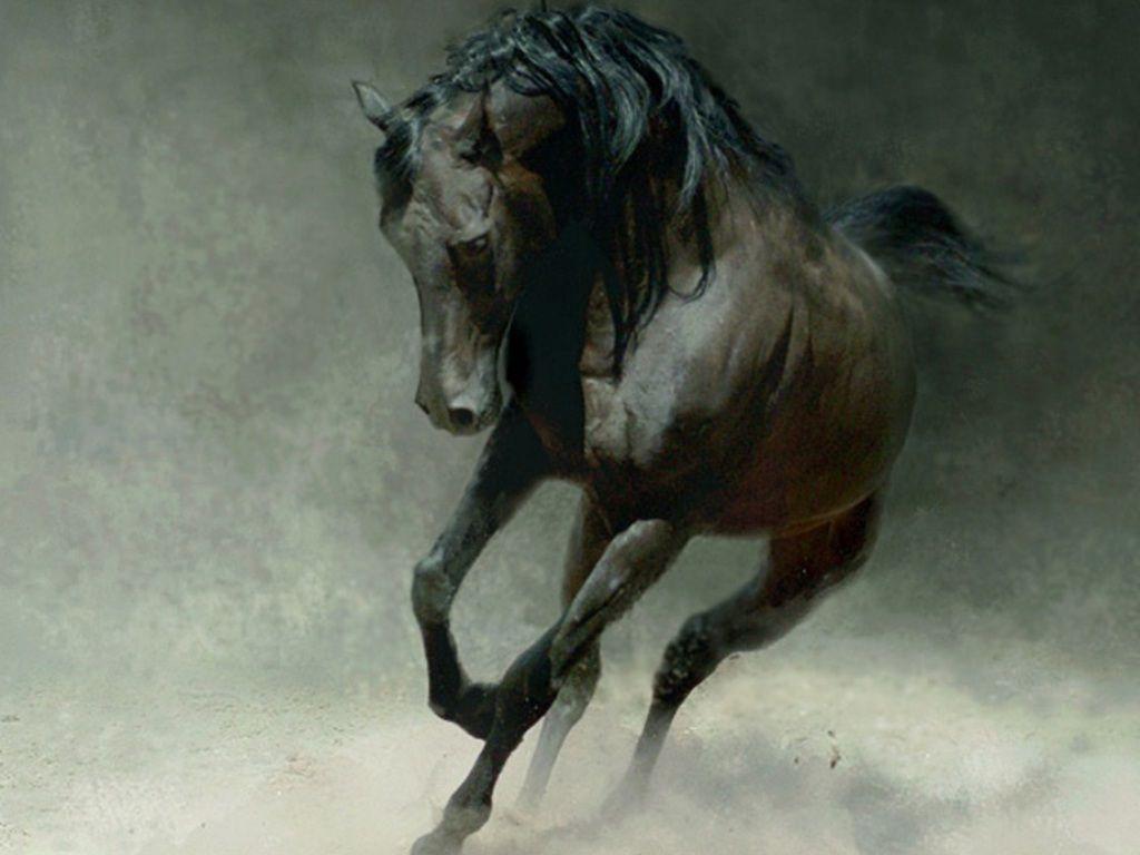 Wild Horses Wallpapers