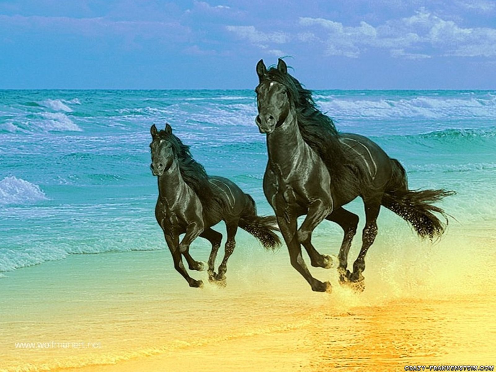 Fondo de pantalla de Caballos, 29 imágenes de escritorio de Caballos | Fondos de Caballos