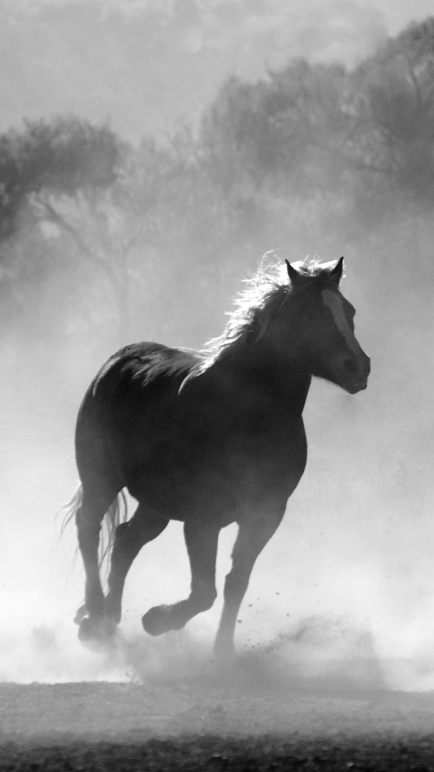 Fondo de pantalla de Caballos en la Niebla - iPhone, Android y fondos de escritorio