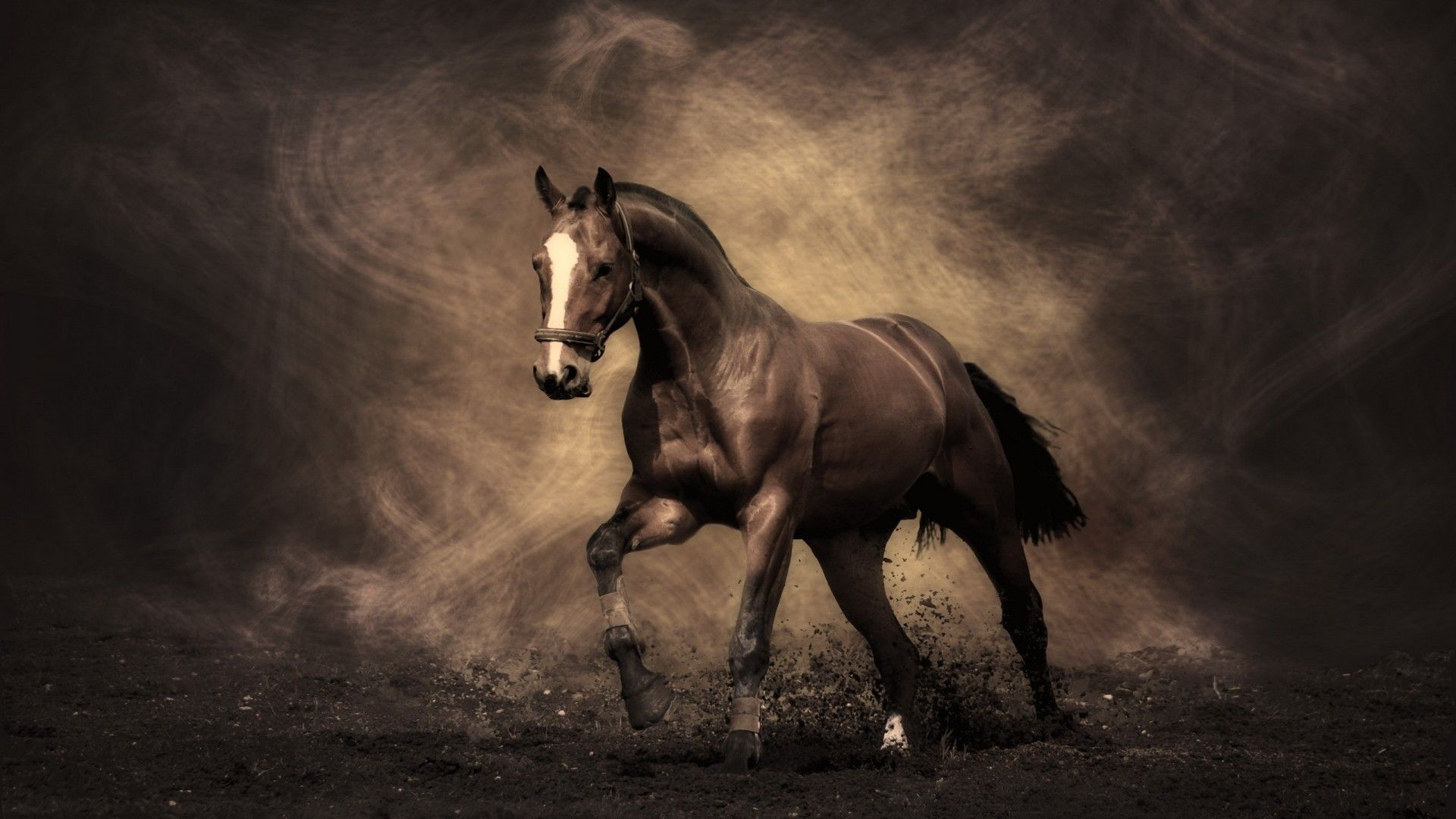 Fondo de pantalla de caballo 1920x1080