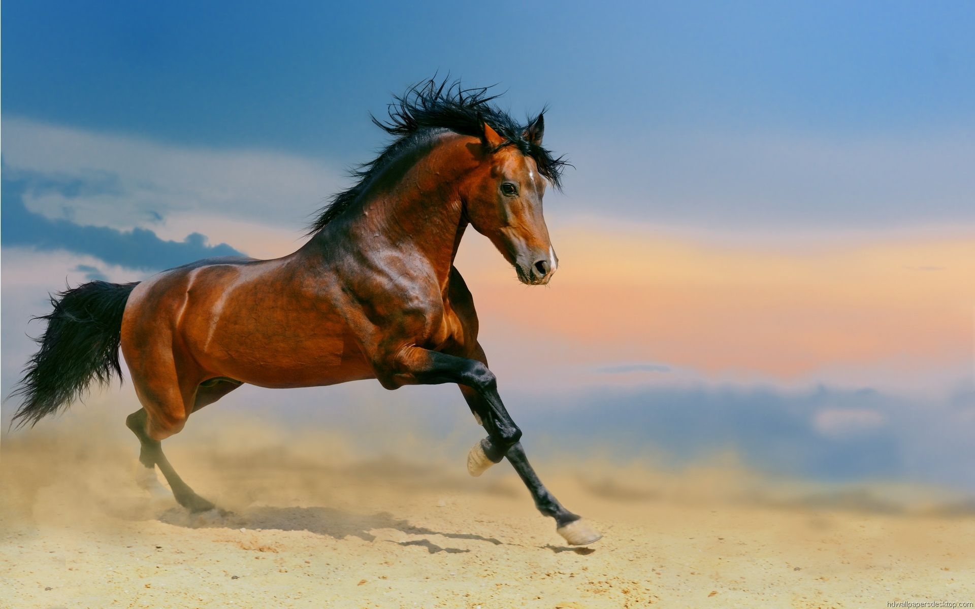 1920x1200 Fondos de Caballos - Descarga de la Colección de Fondos de Caballos