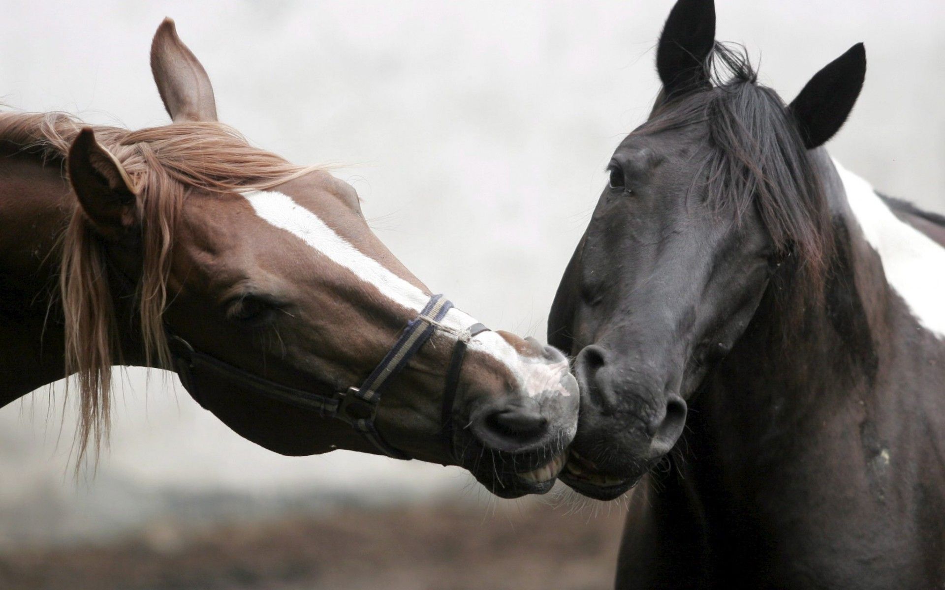 Caballos Fondos de pantalla HD # E6J417E | WallpapersExpert.com