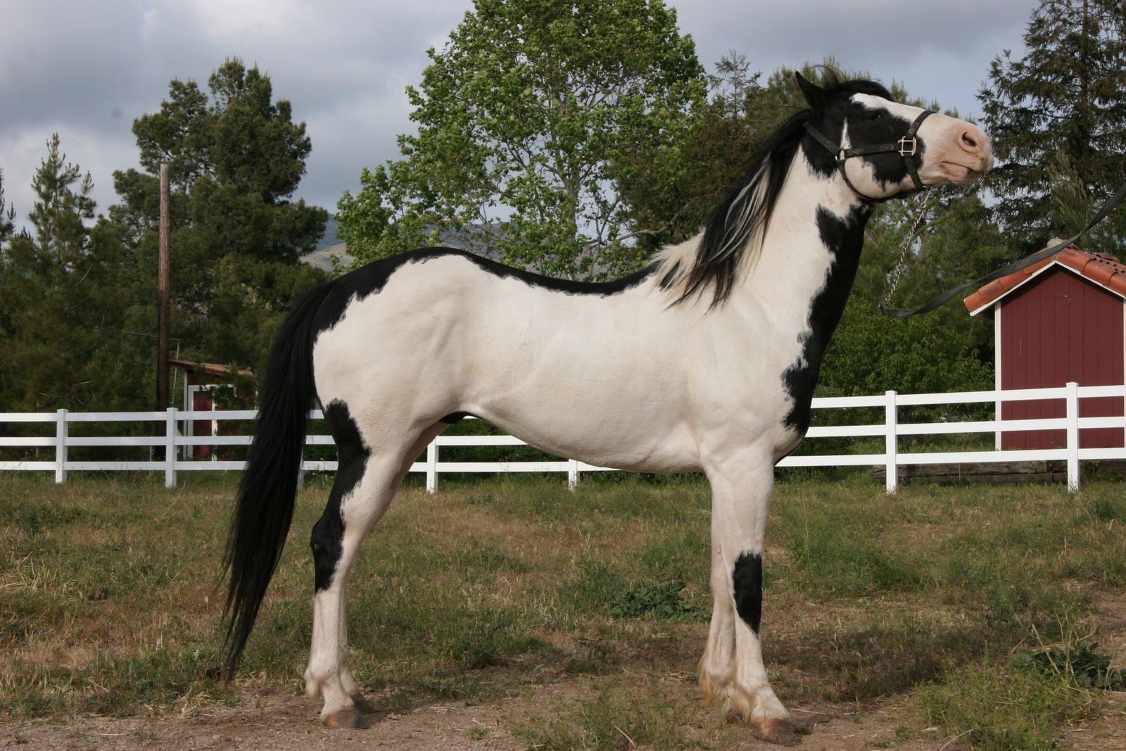 Fondos de caballos HD Fondos de caballos | Beautiful Cool Wallpapers