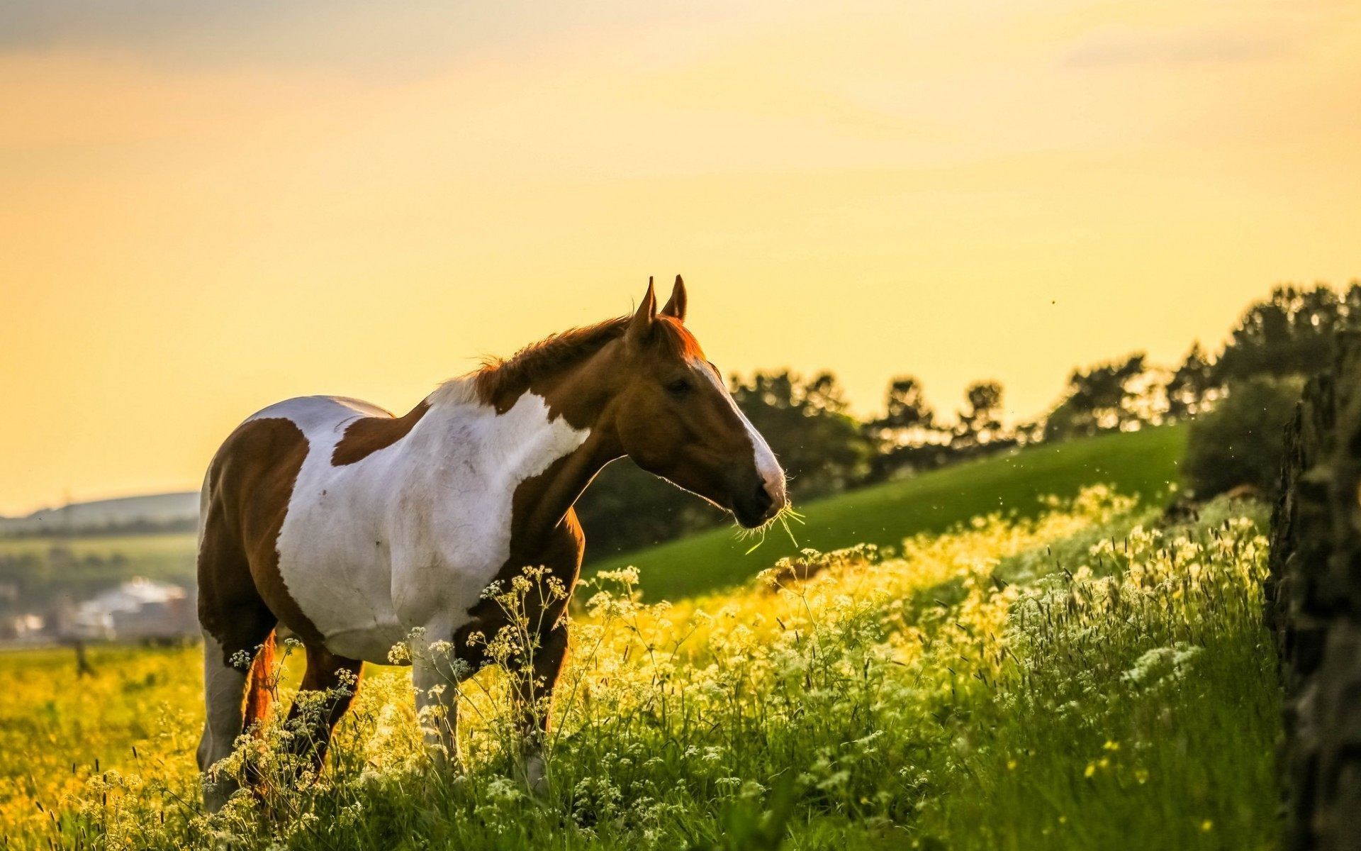 Más de 57 fondos de pantalla de Beautiful Horse