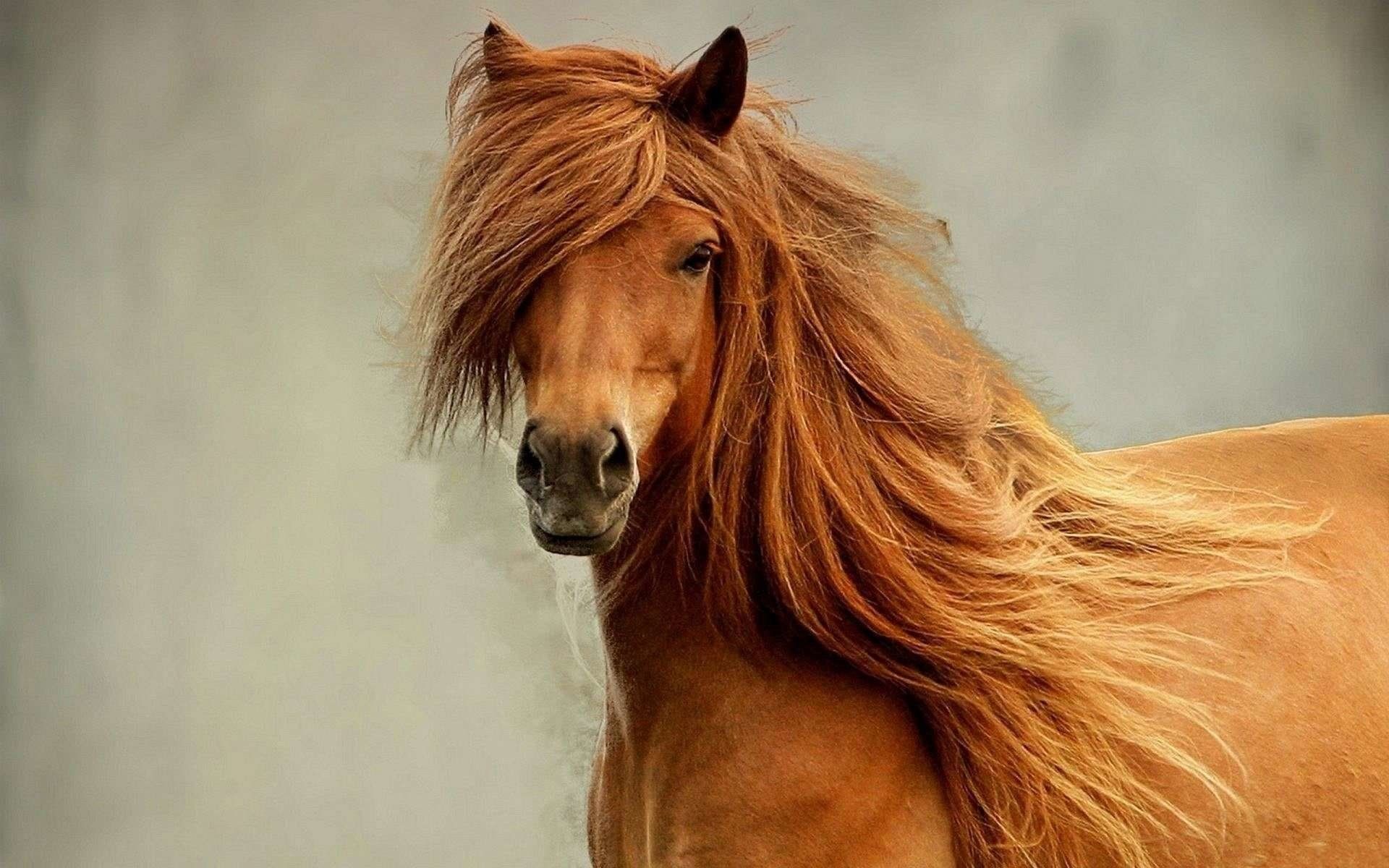 1414 Caballo HD Fondos de pantalla | Imágenes de fondo