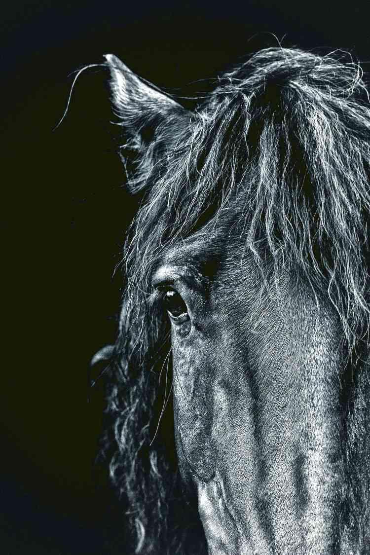 Horses Wallpapers HD para Android - APK Descargar