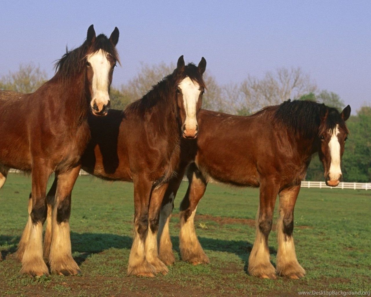 Clydesdale Horses Wallpapers Animal Wallpapers Fondos de Escritorio