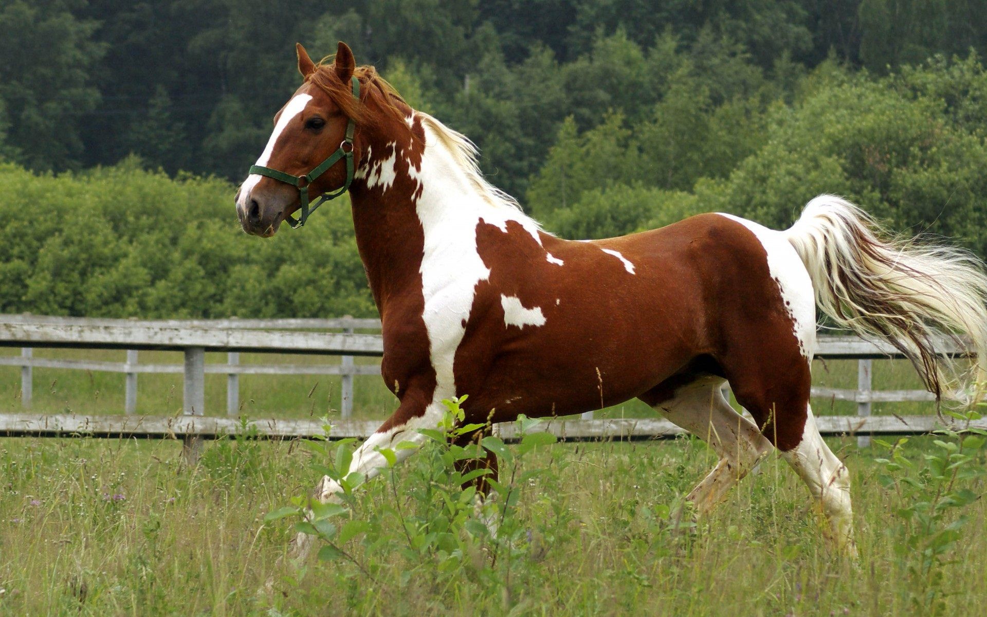 Running Horses Wallpapers - Búsqueda de fondos de pantalla Full HD | Visual