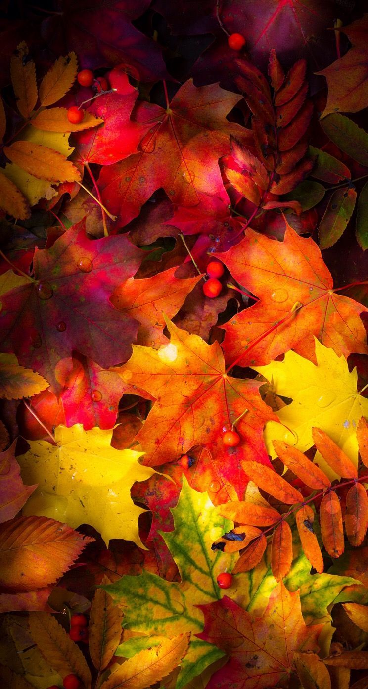 Autumn Leaves Wallpaper | * Fondos de otoño / otoño, plantas y árboles