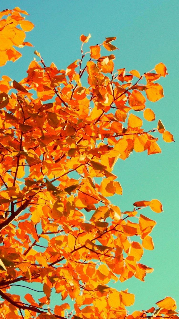 28 Impresionante y más hermoso fondo de pantalla de otoño para tu iPhone