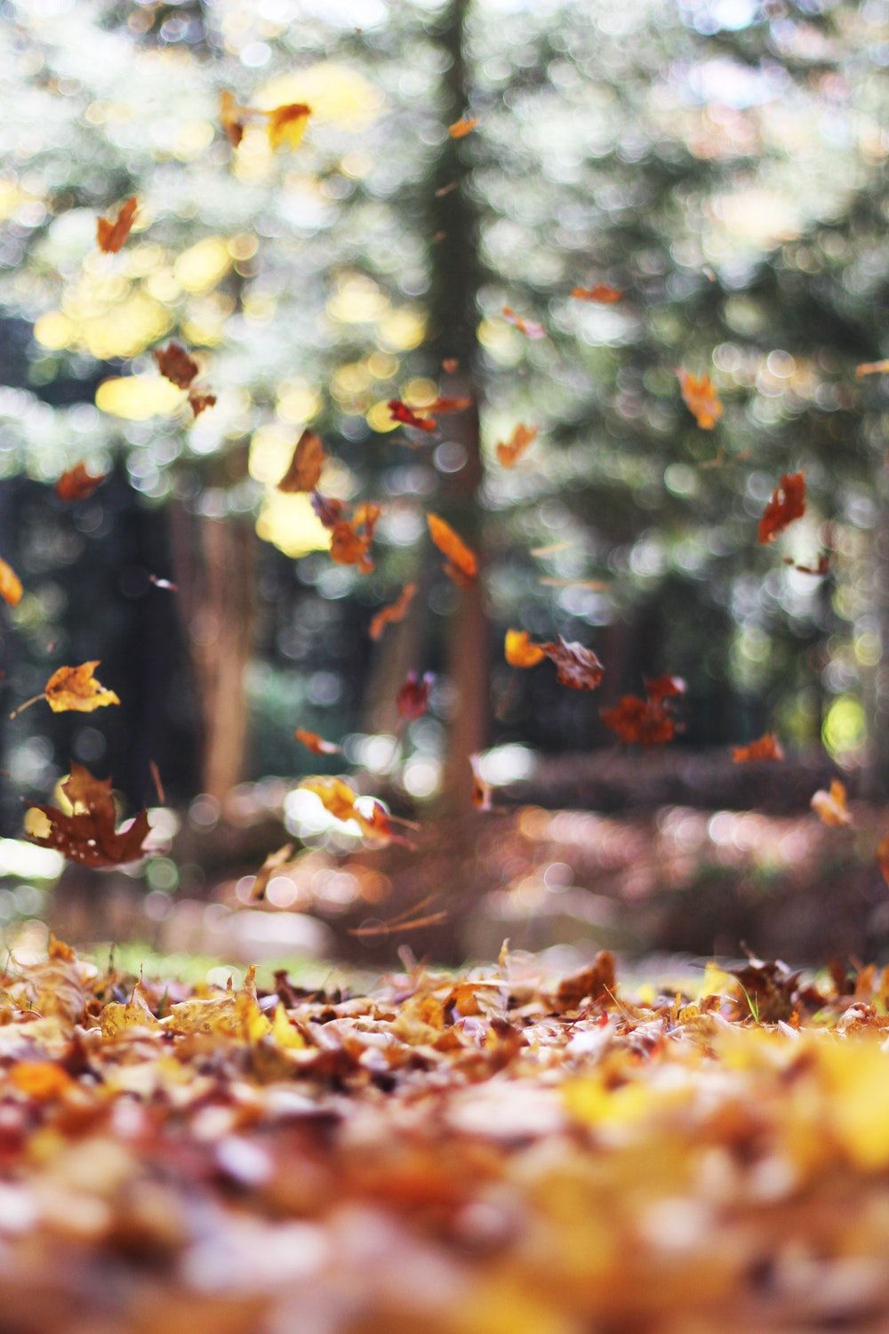 Camino a las montañas místicas en otoño fondo de pantalla | naturaleza y