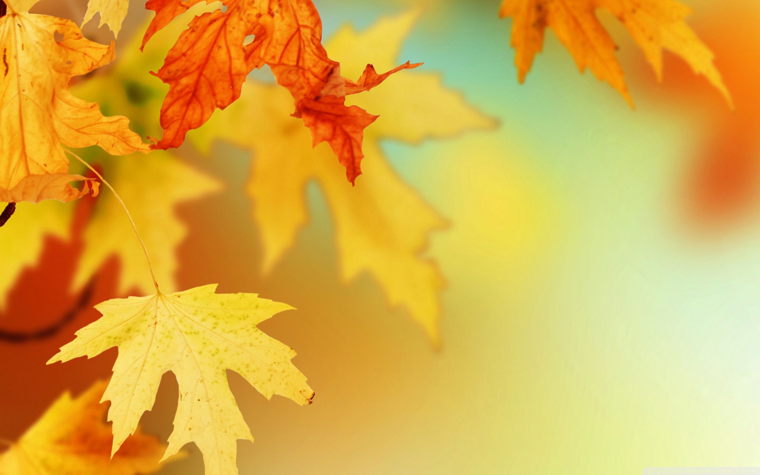 Fondos de la hoja de otoño - Los mejores fondos de la hoja de otoño gratis - WallpaperAccess