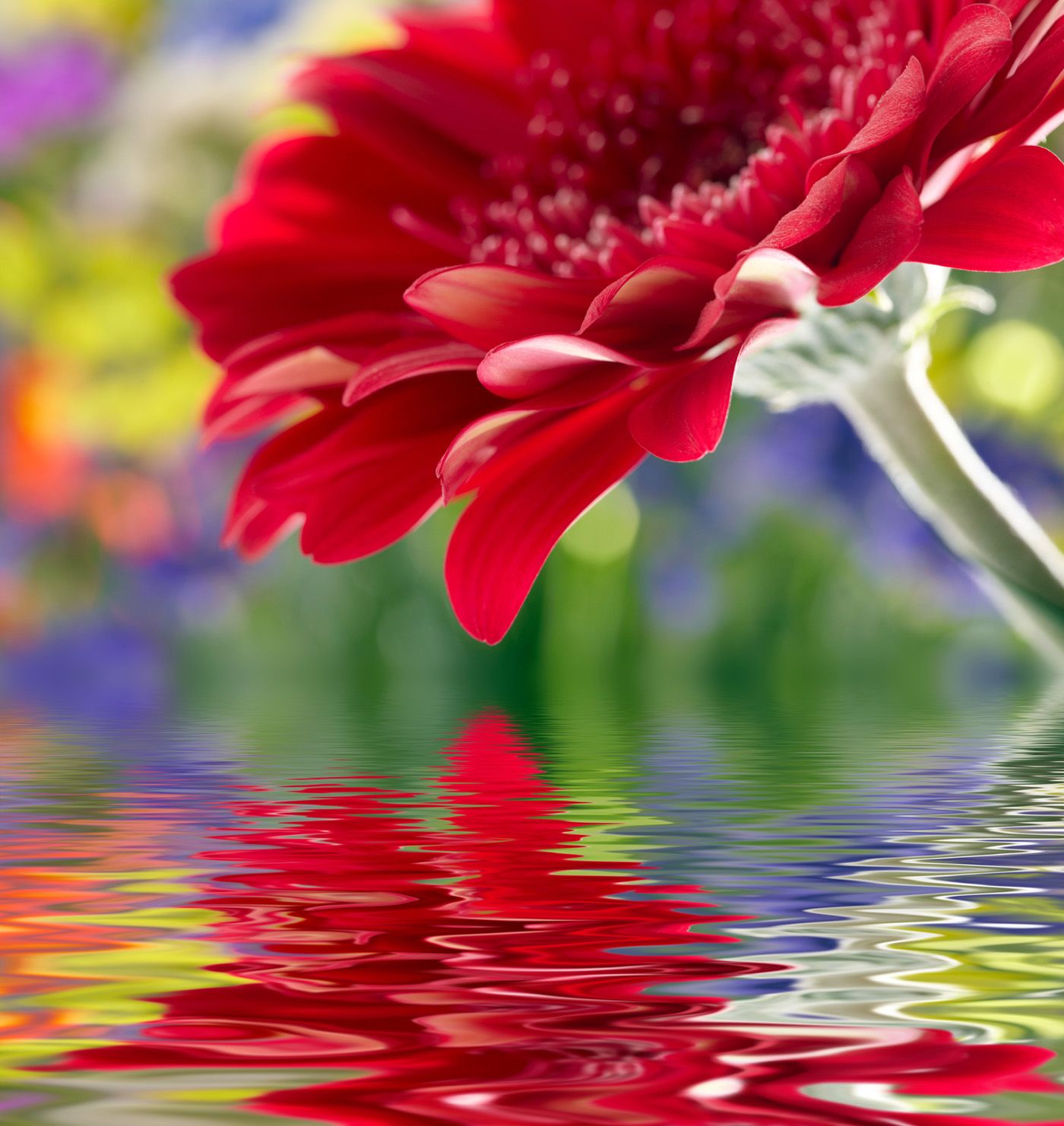 Papel pintado Flowers 31077 - Flower Wallpapers - Flowers