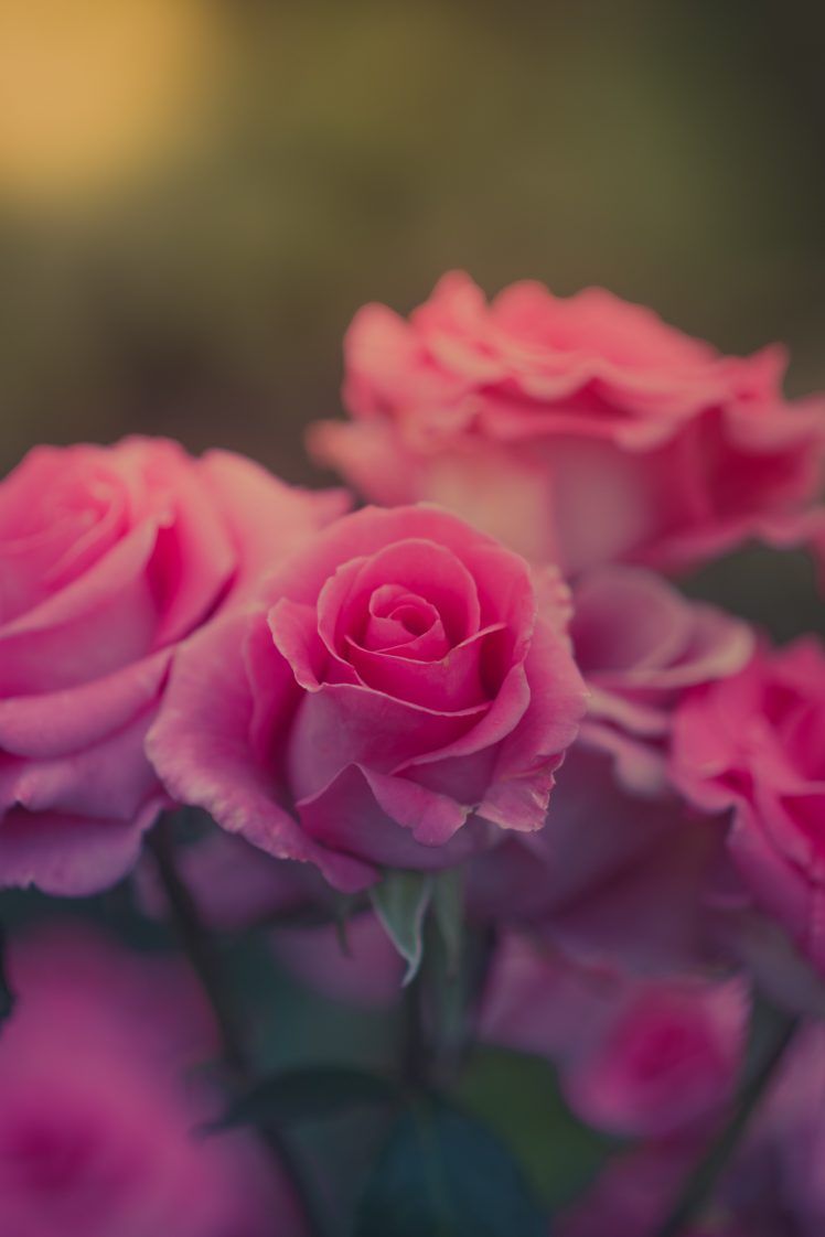 naturaleza, fondos de pantalla de flores HD / fondos de escritorio y móviles