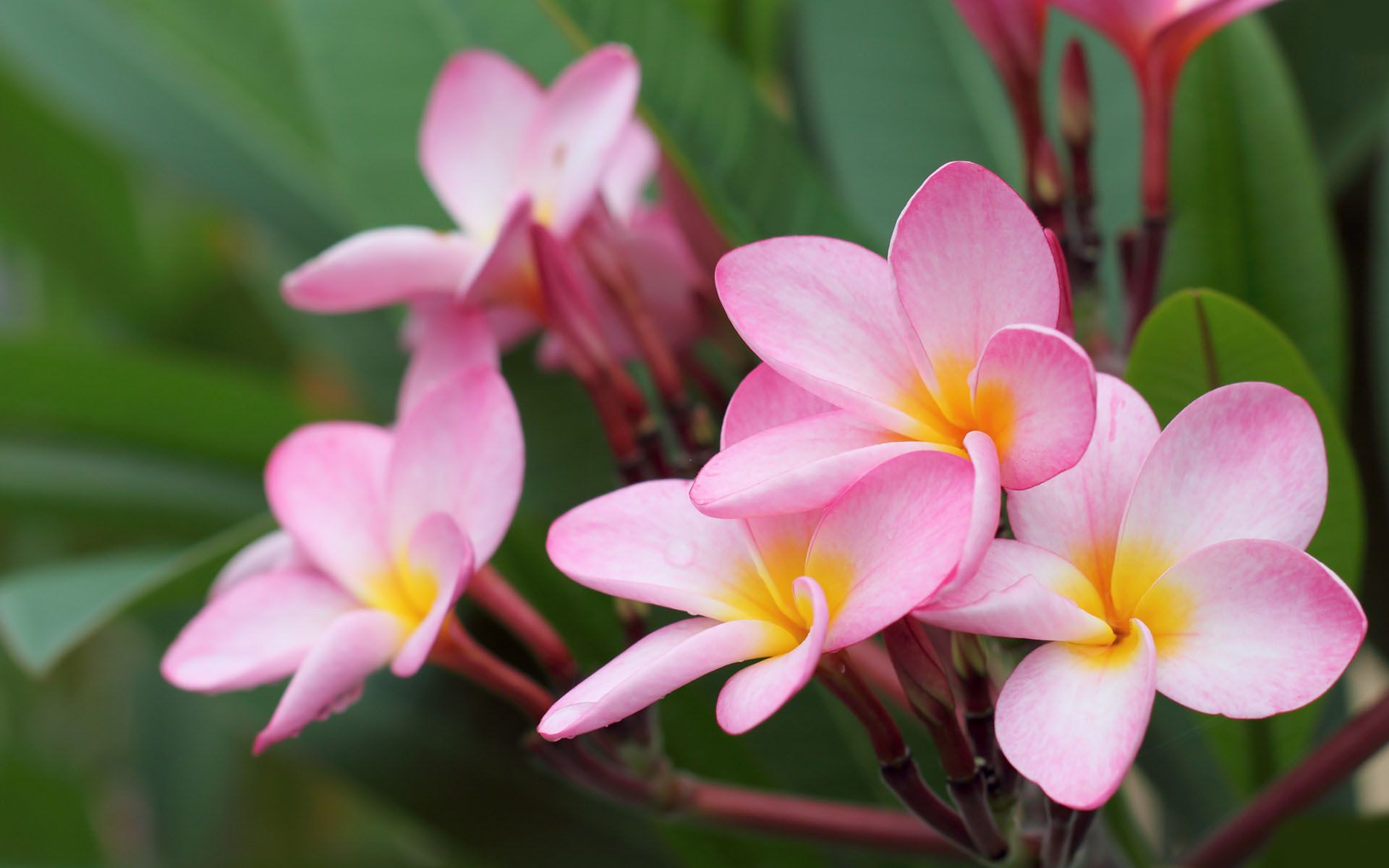 40 hermosos fondos de pantalla de flores para tu escritorio móvil y tableta