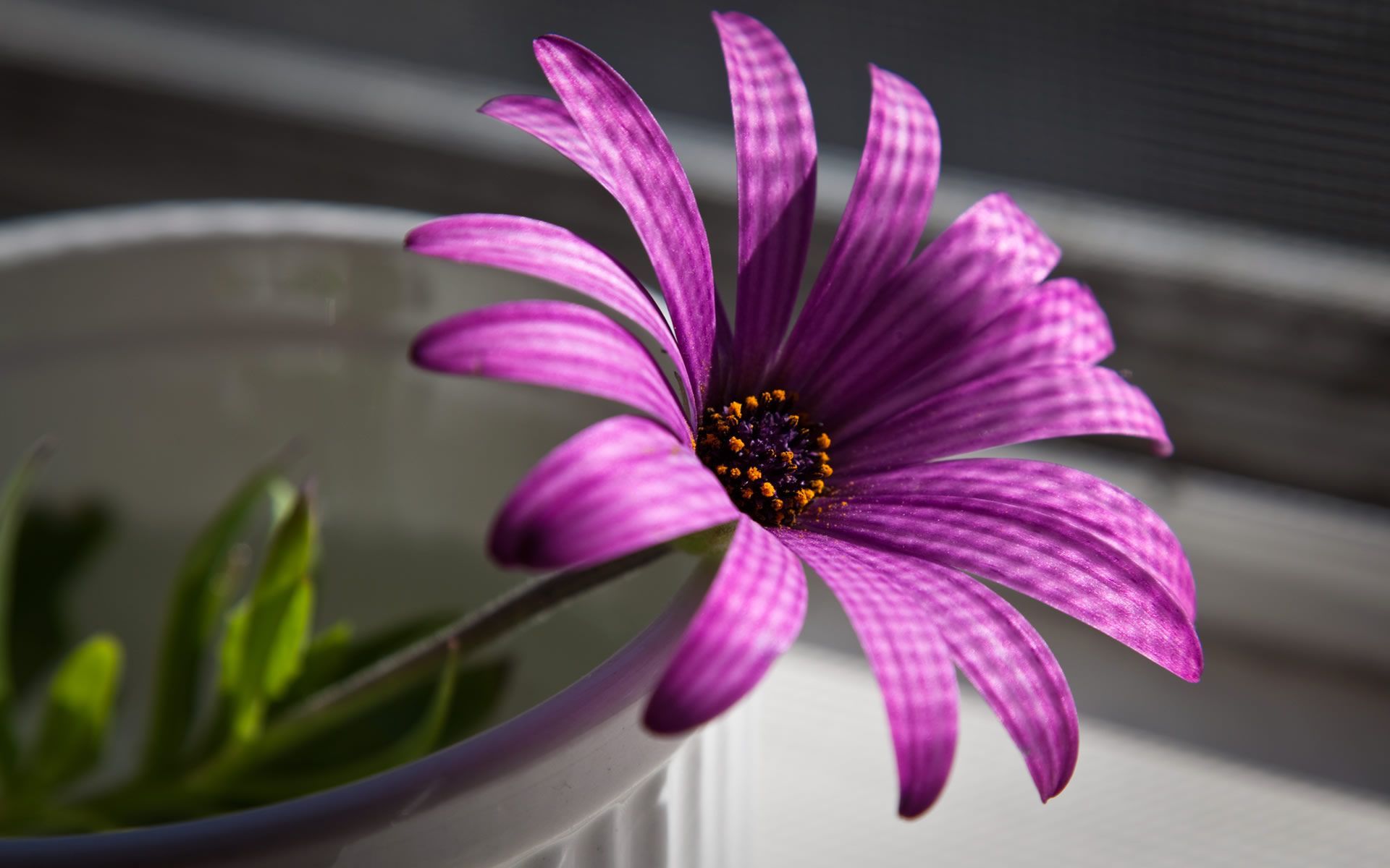Cool Flower Desktop Wallpapers - Top Free Cool Flower Desktop