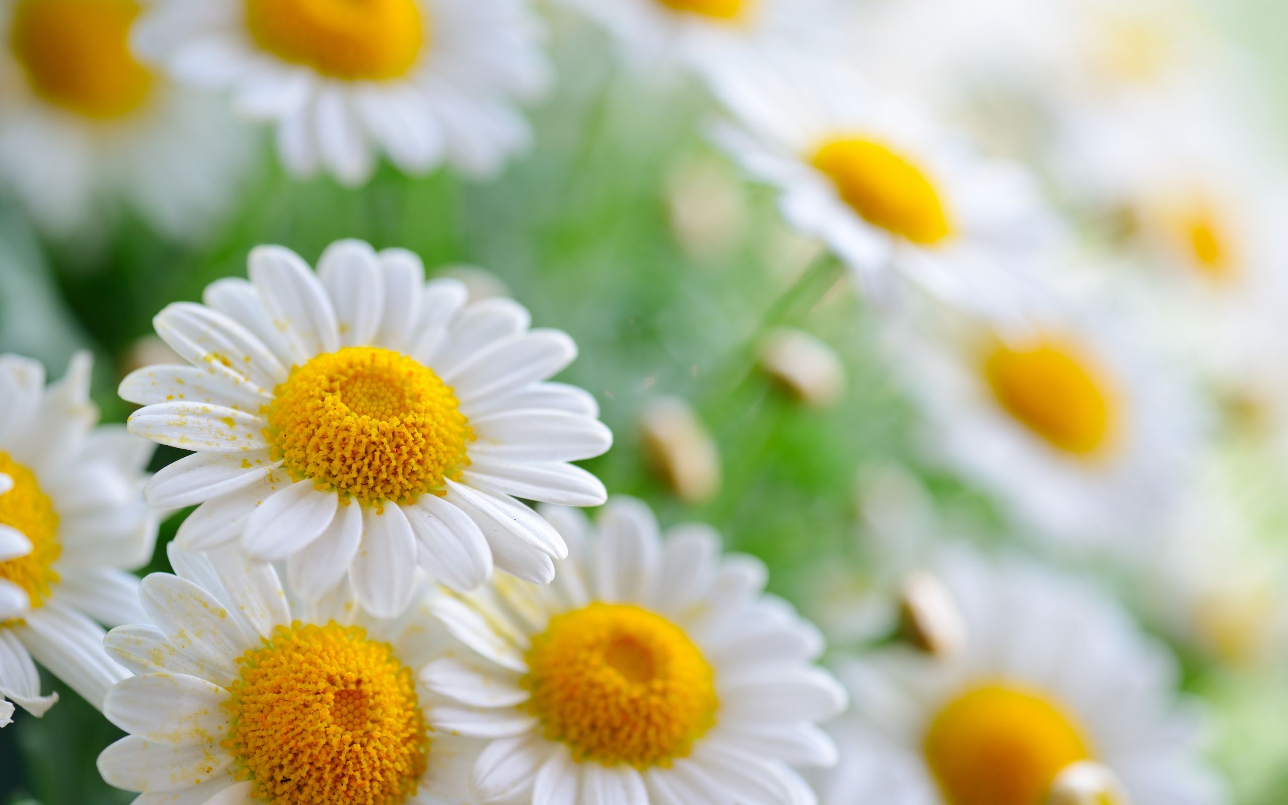 Flores Fondos de pantalla 1080p # G876322 | WallpapersExpert.com