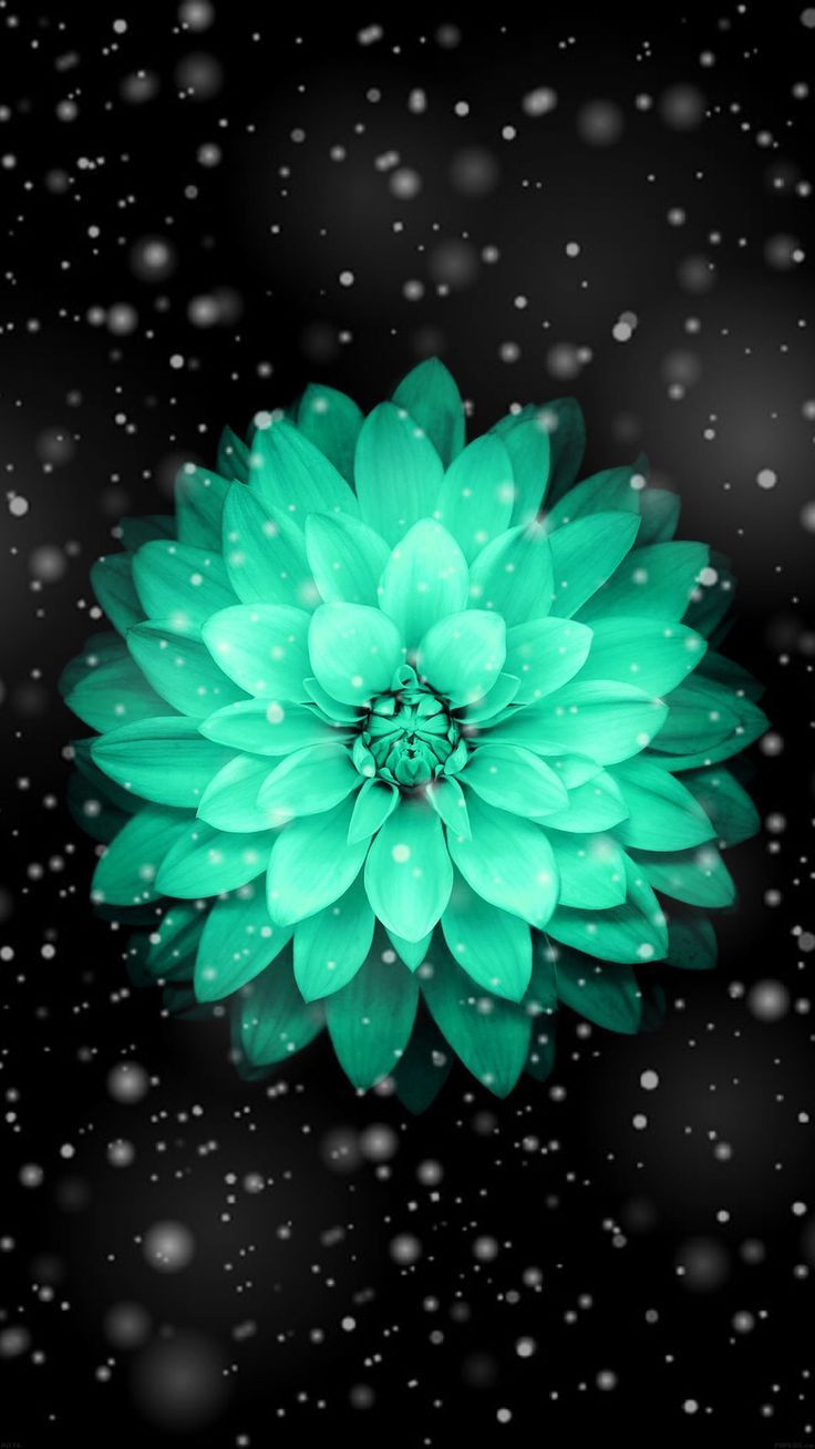 Fondo de pantalla de bella flor verde azulado