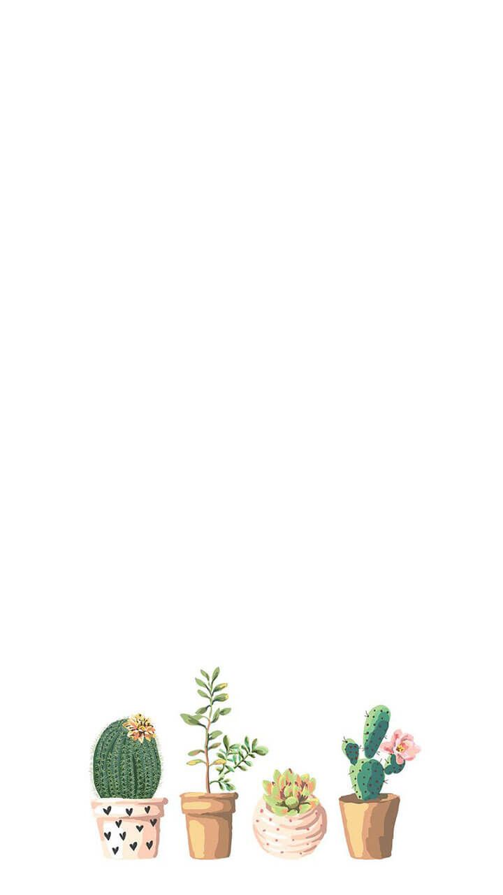 Cactus | iPhone BGs en 2019