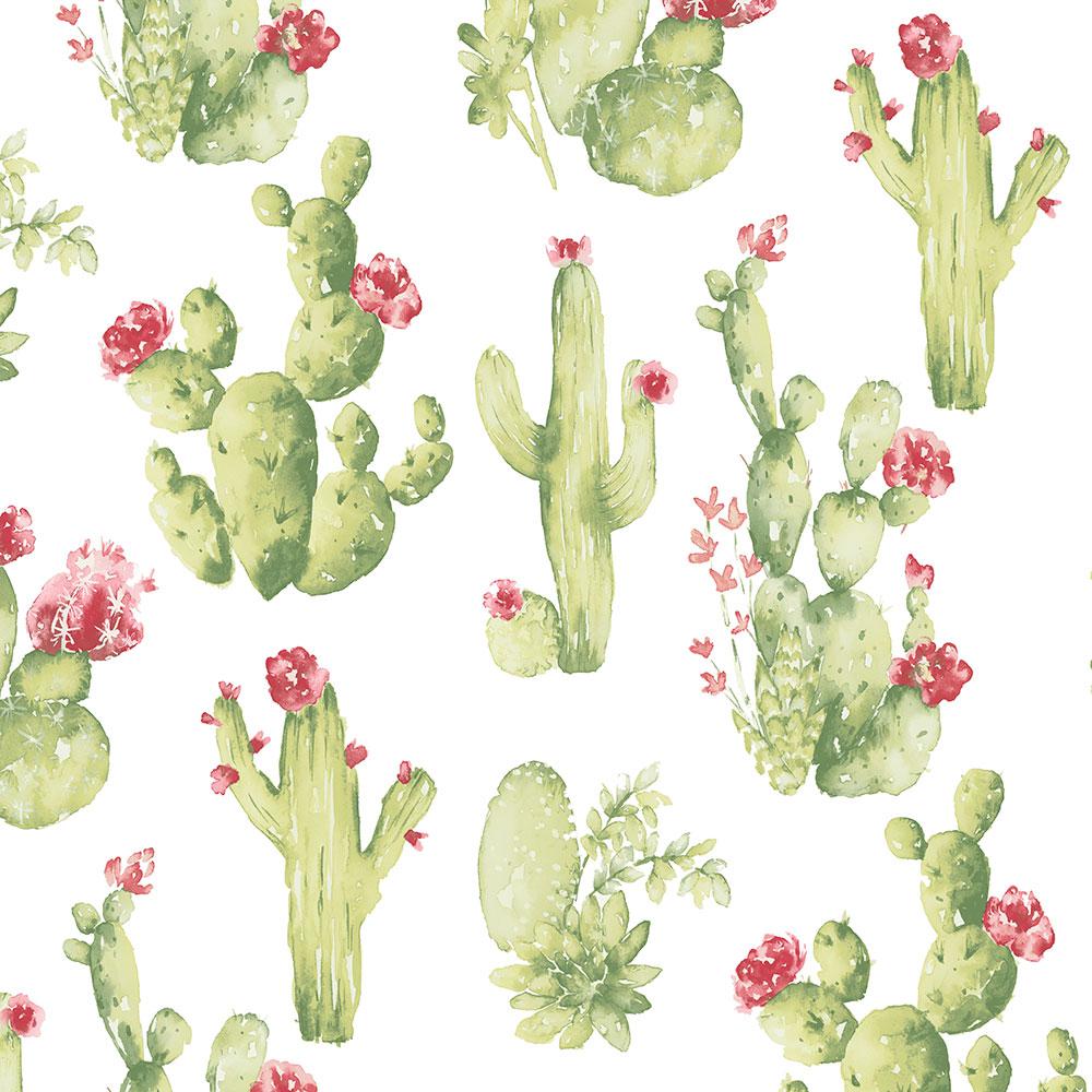 22+] Fondos de Cactus