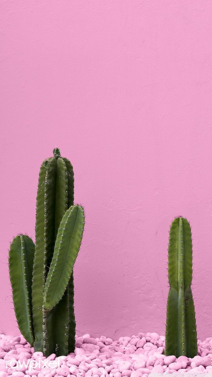 Cactus & Lobster ❤ Fondo de escritorio 4K HD para TV 4K Ultra HD