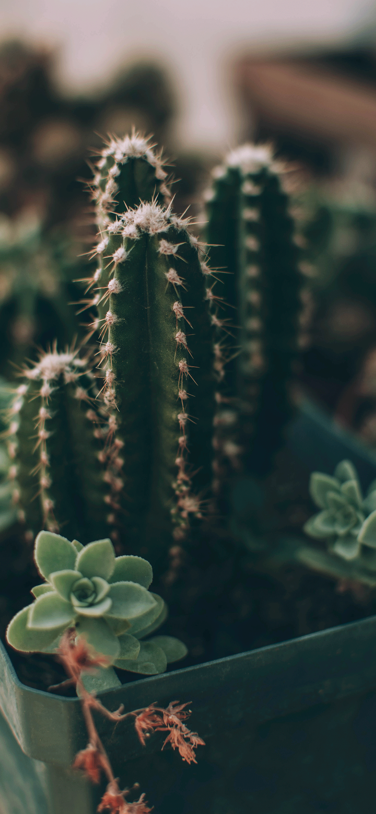 Cactus Wallpaper para iPhone X, 8, 7, 6 - Descarga gratis en 3Wallpapers
