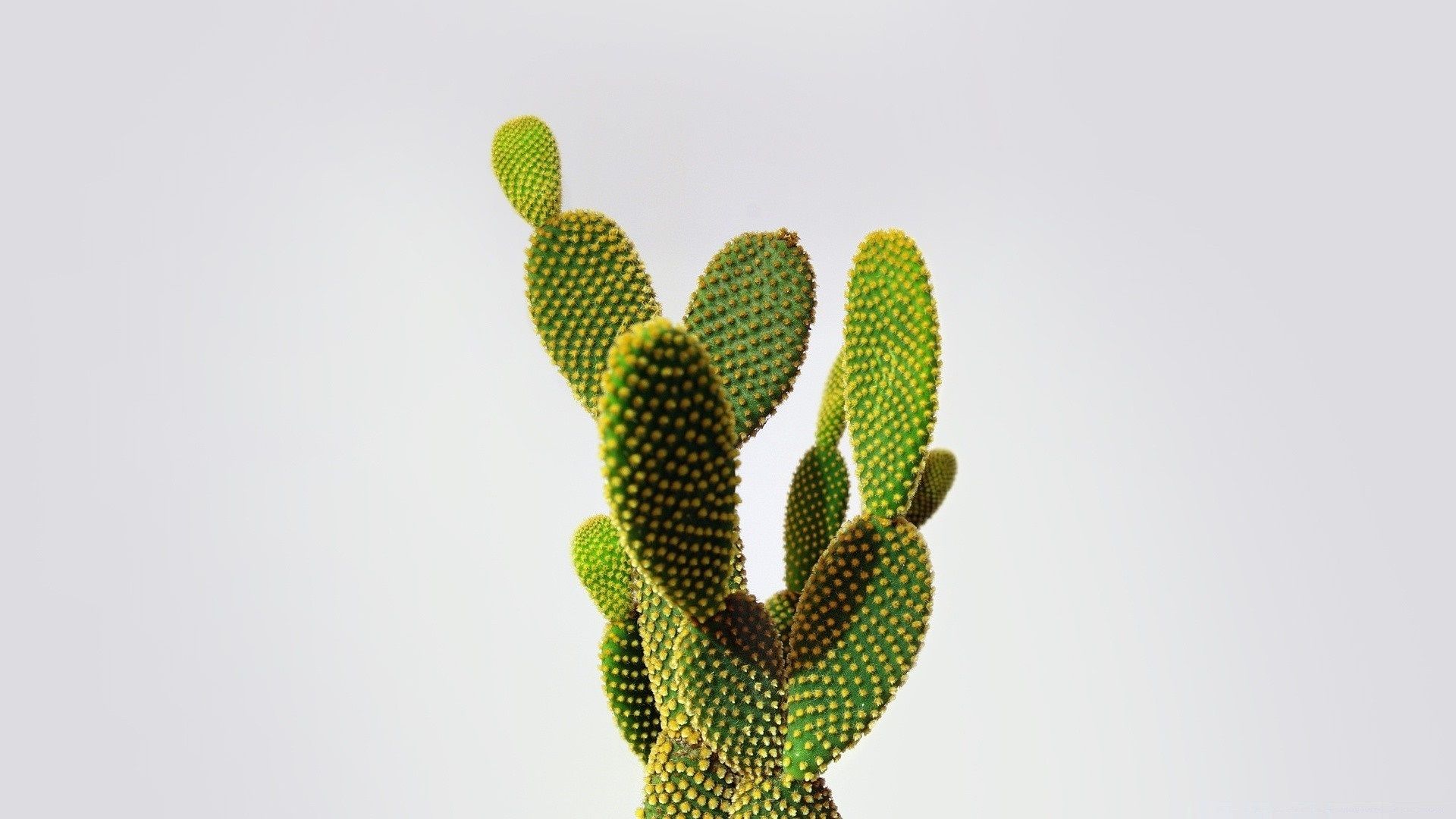 5813774 1920x1080 cactus fondo de pantalla para escritorio | cactus | Tokkoro