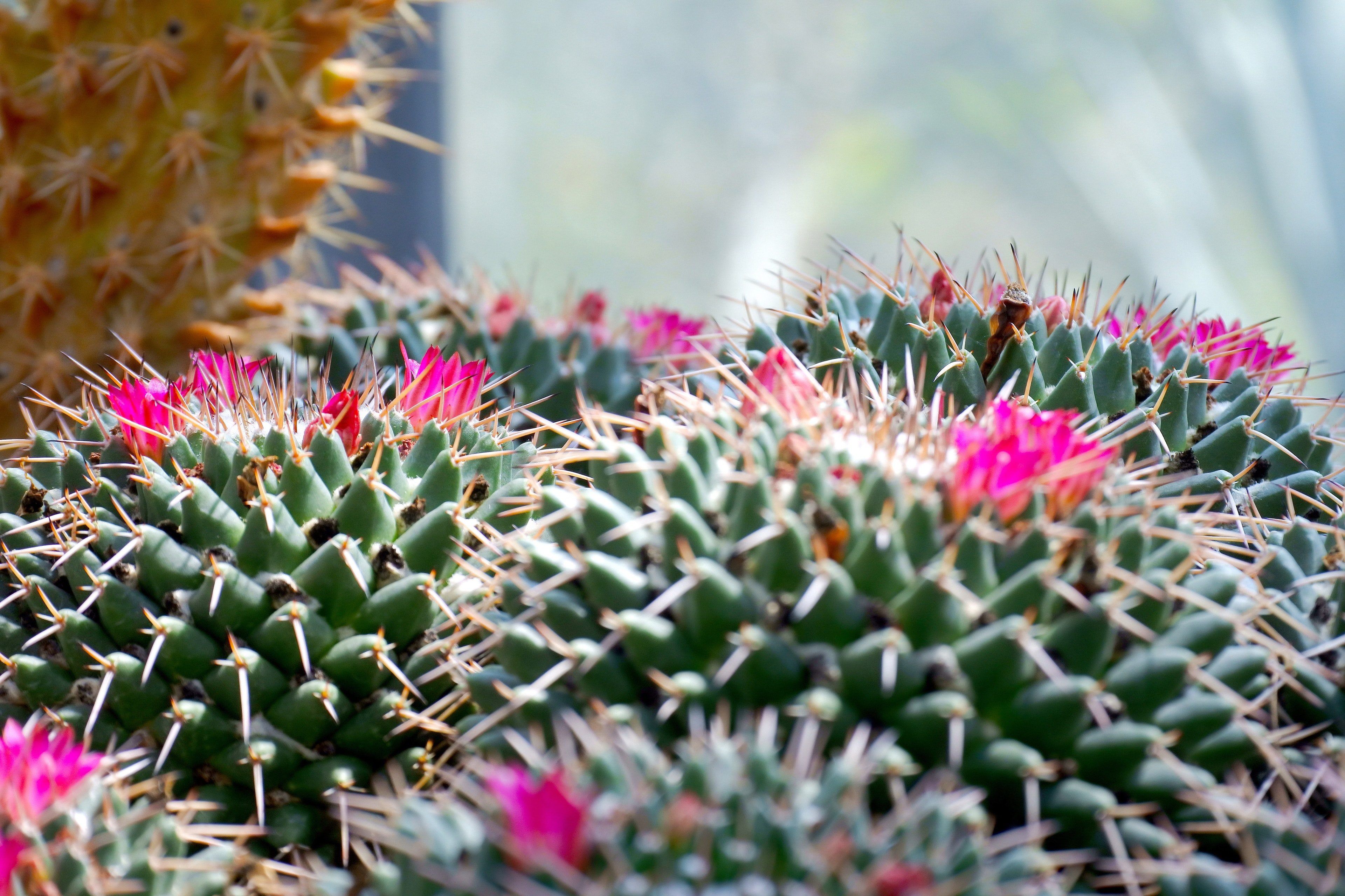 4K Cactus Wallpapers de alta calidad | Descargar gratis
