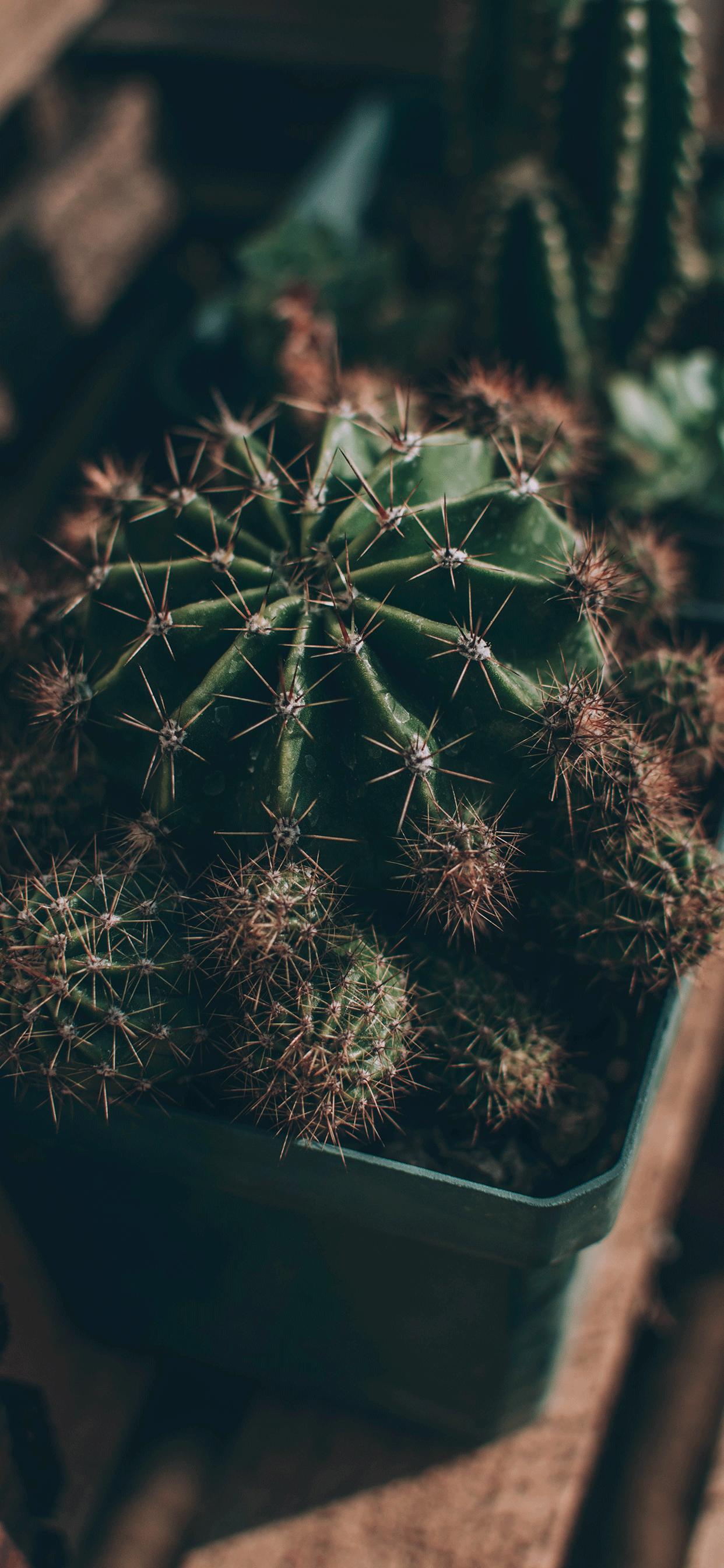 Cactus Wallpaper para iPhone X, 8, 7, 6 - Descarga gratis en 3Wallpapers