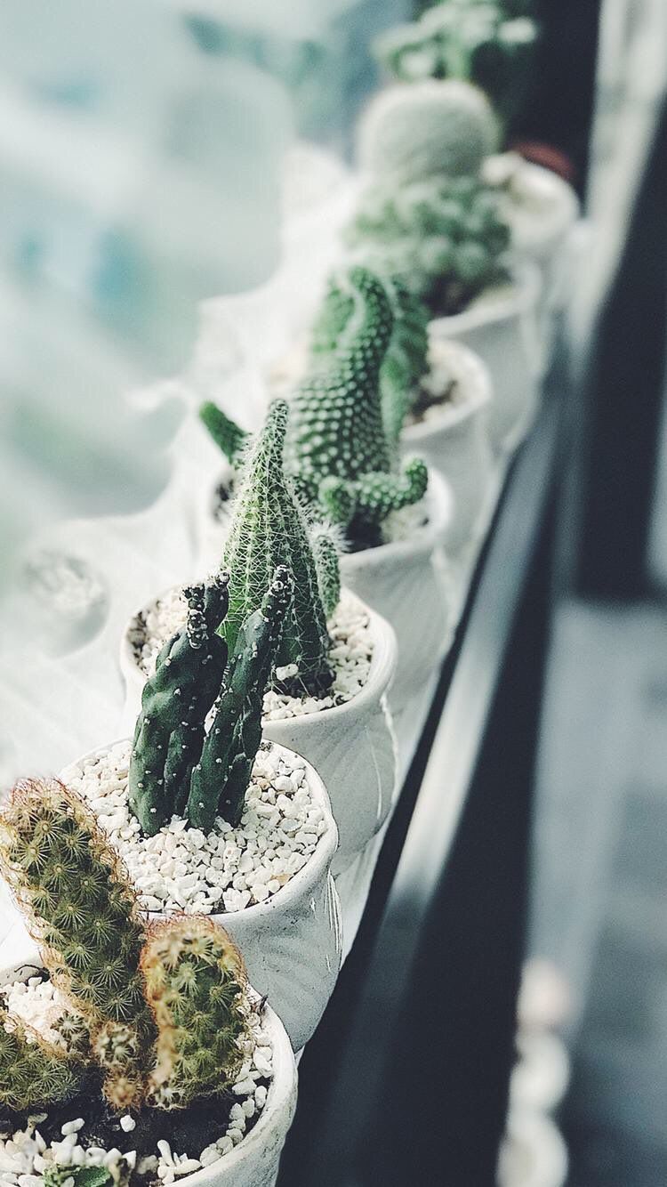 Fondos de iPhone y Android: Fondo de pantalla Cactus para iPhone y Android