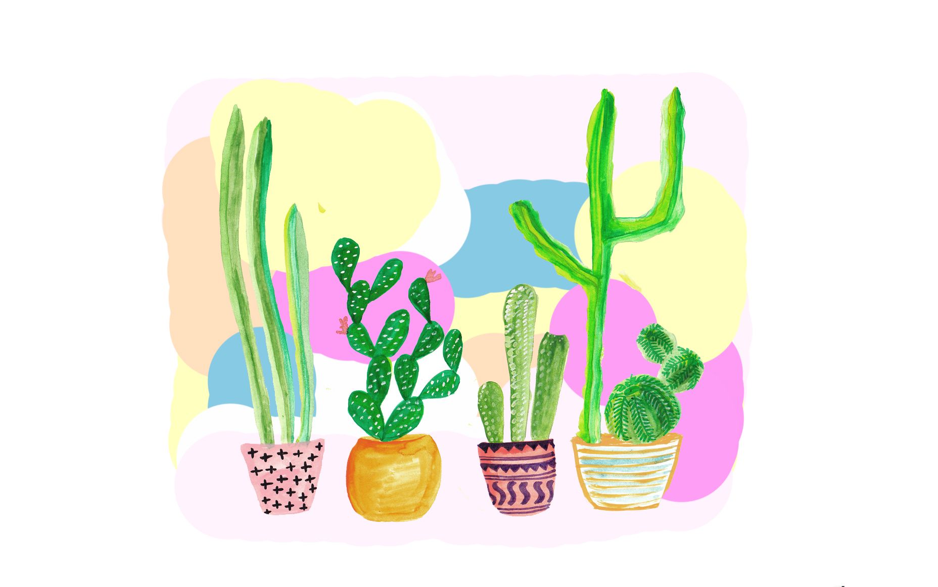Fondo de pantalla de cactus 13 - 1856 X 1161 | stmed.net
