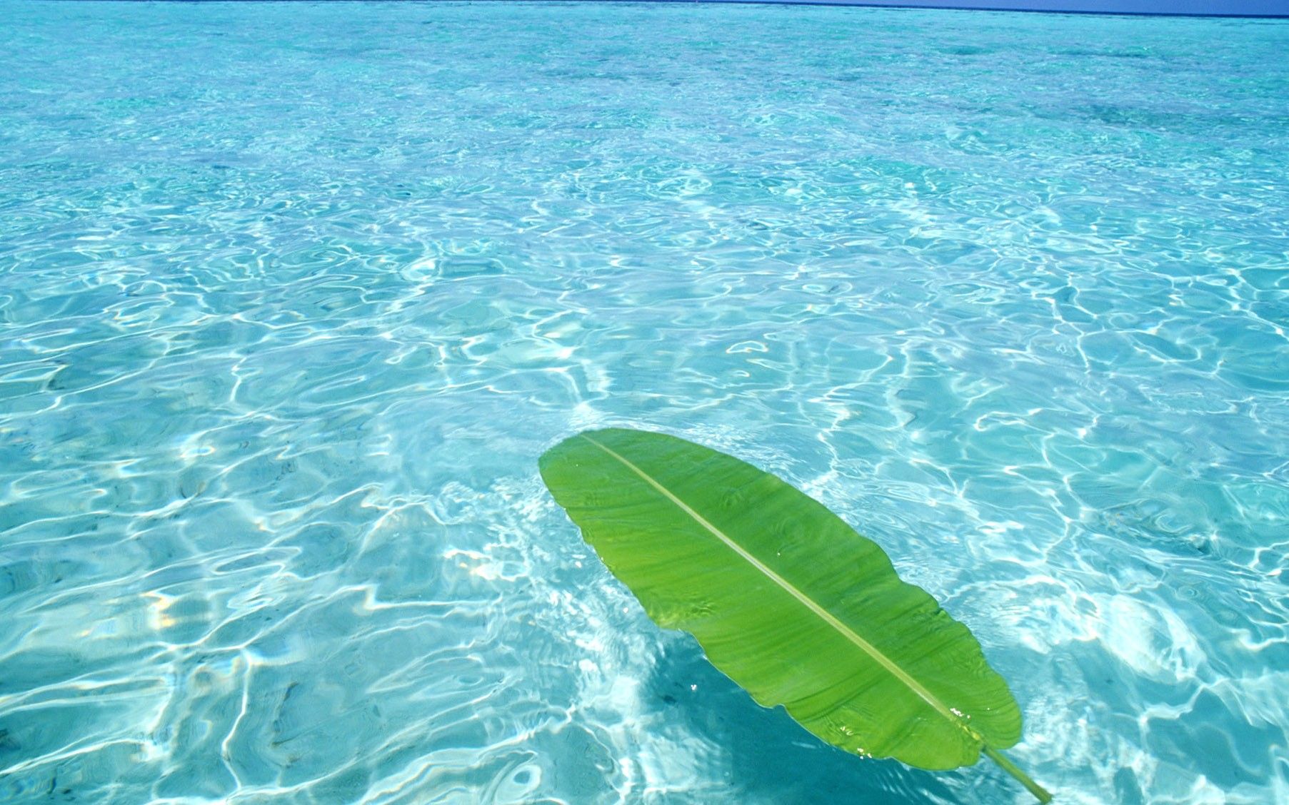 Hoja, On, The, Sea, HD Sea Wallpapers, Océano, Verano, Sol, Cielo