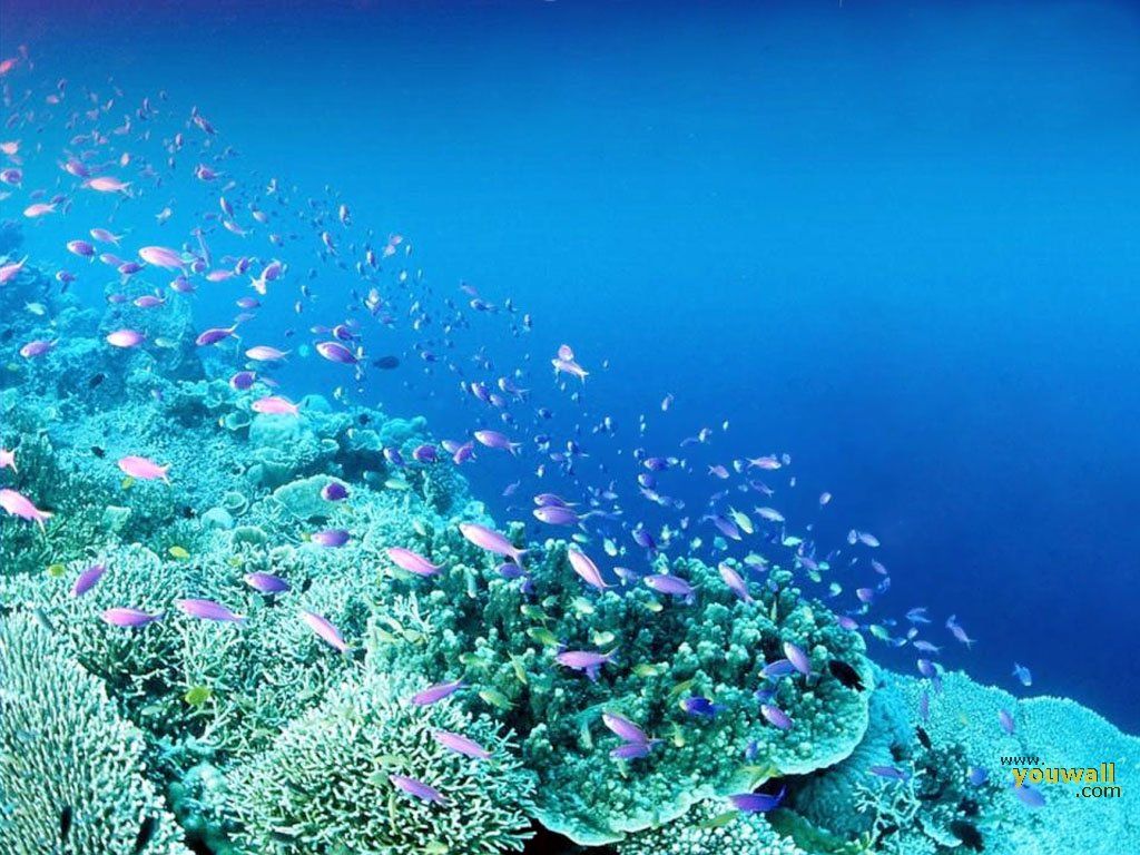 Fondos de pantalla Under The Sea (30 Fondos de pantalla) - Fondos de pantalla adorables