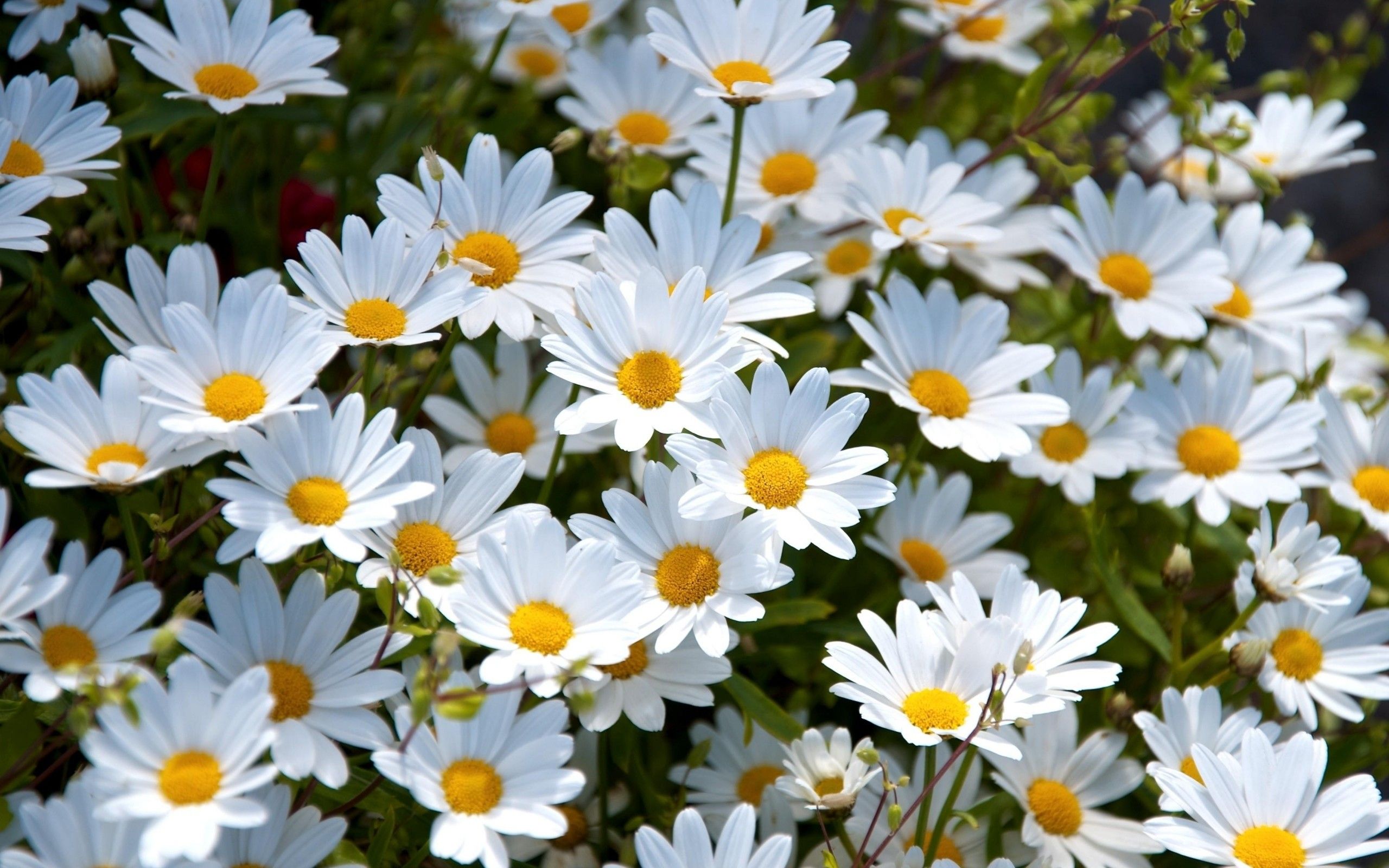 Más de 54 fondos de pantalla de Daisy Flower