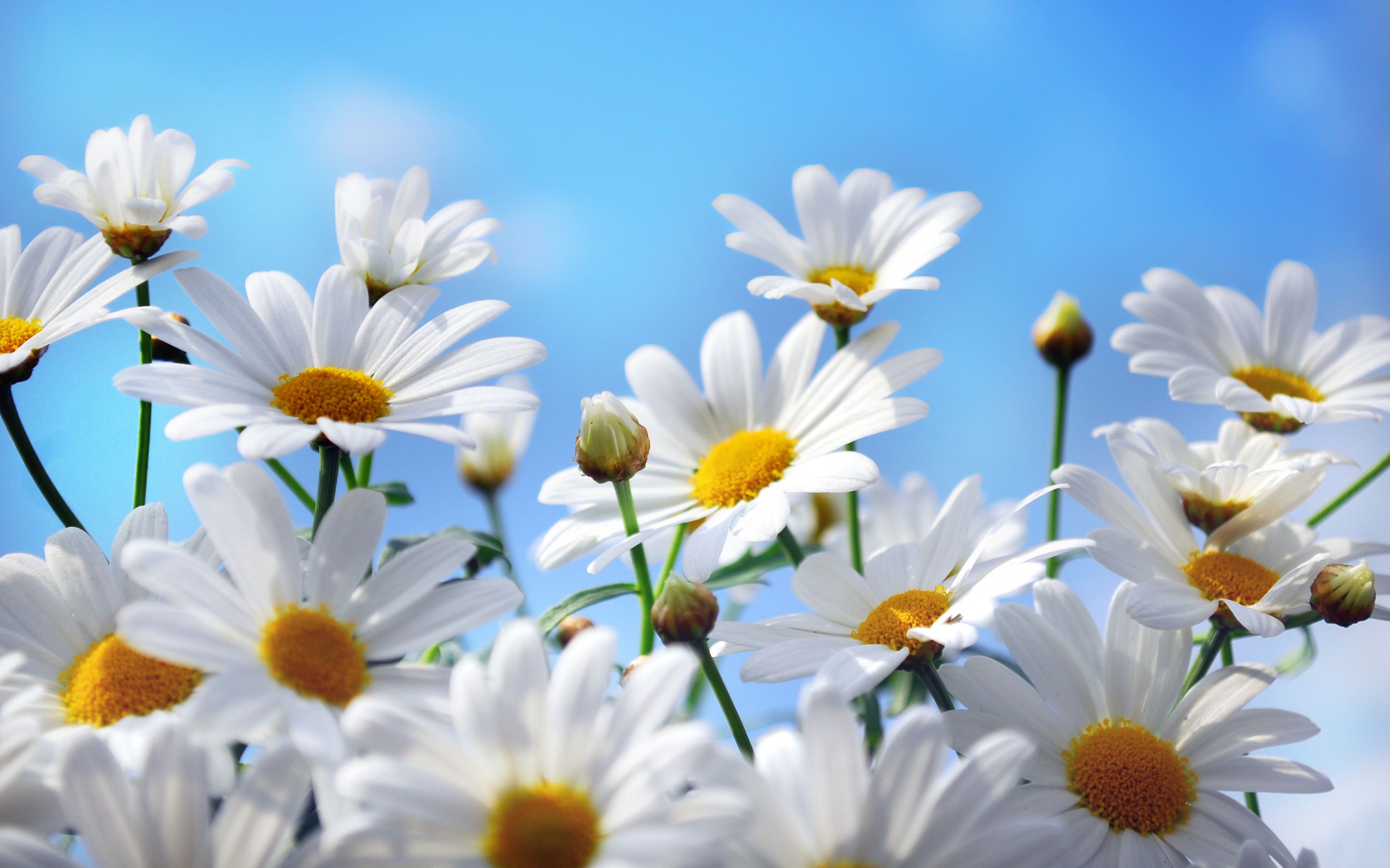 Daisy Wallpapers Full HD # 17P9JNI - 4USkY