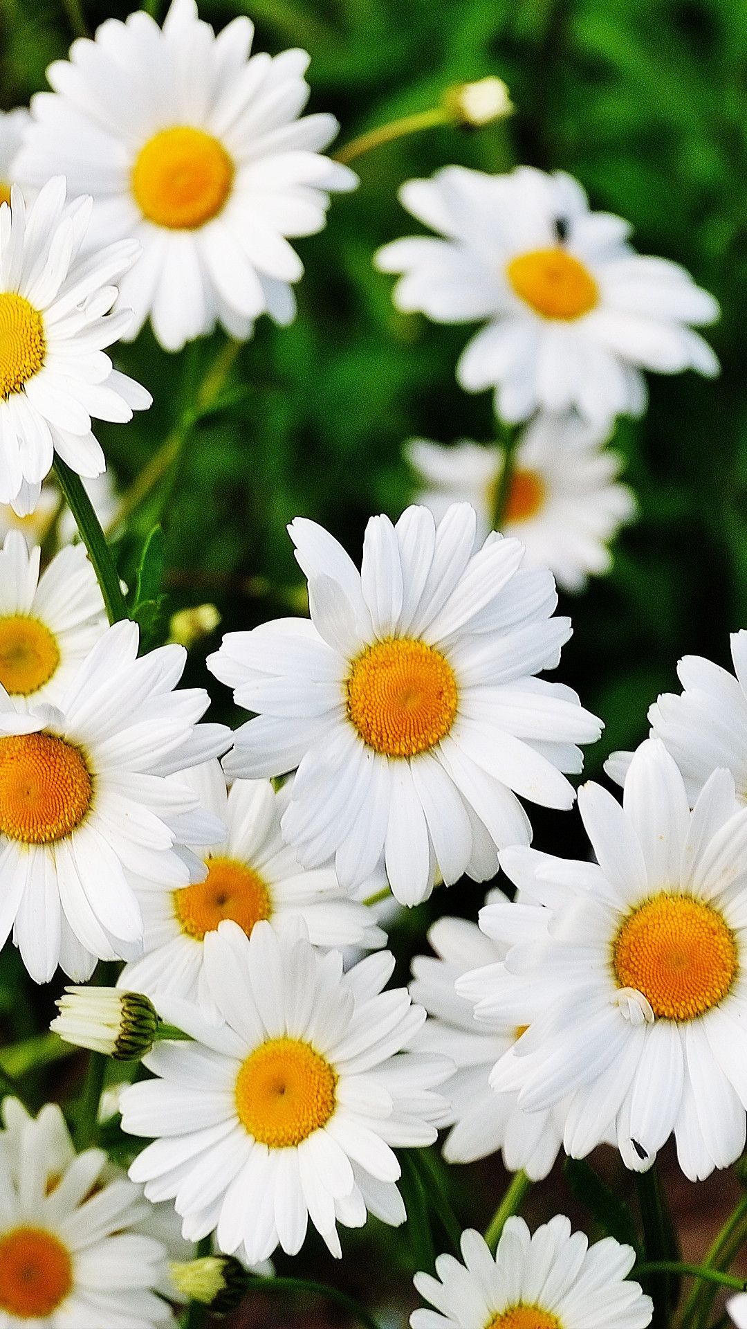 Más de 54 fondos de pantalla de Daisy Flower