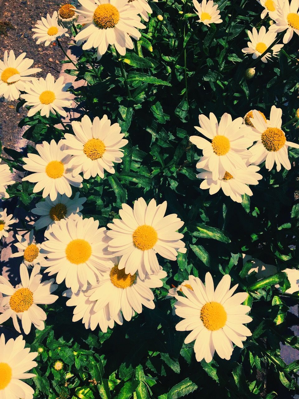 Lindo fondo de pantalla margarita | iPhone fondos en 2019 | Daisy fondo de pantalla